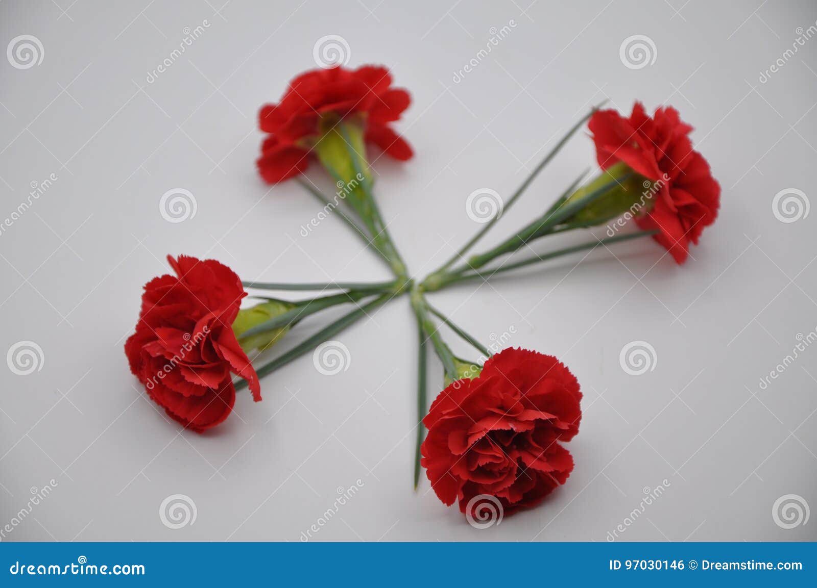 Cravo Vermelho Flores Vermelhas Com Fundo Branco Cravo-da-índia  Caryophyllus Foto de Stock - Imagem de fundo, detalhes: 97030146