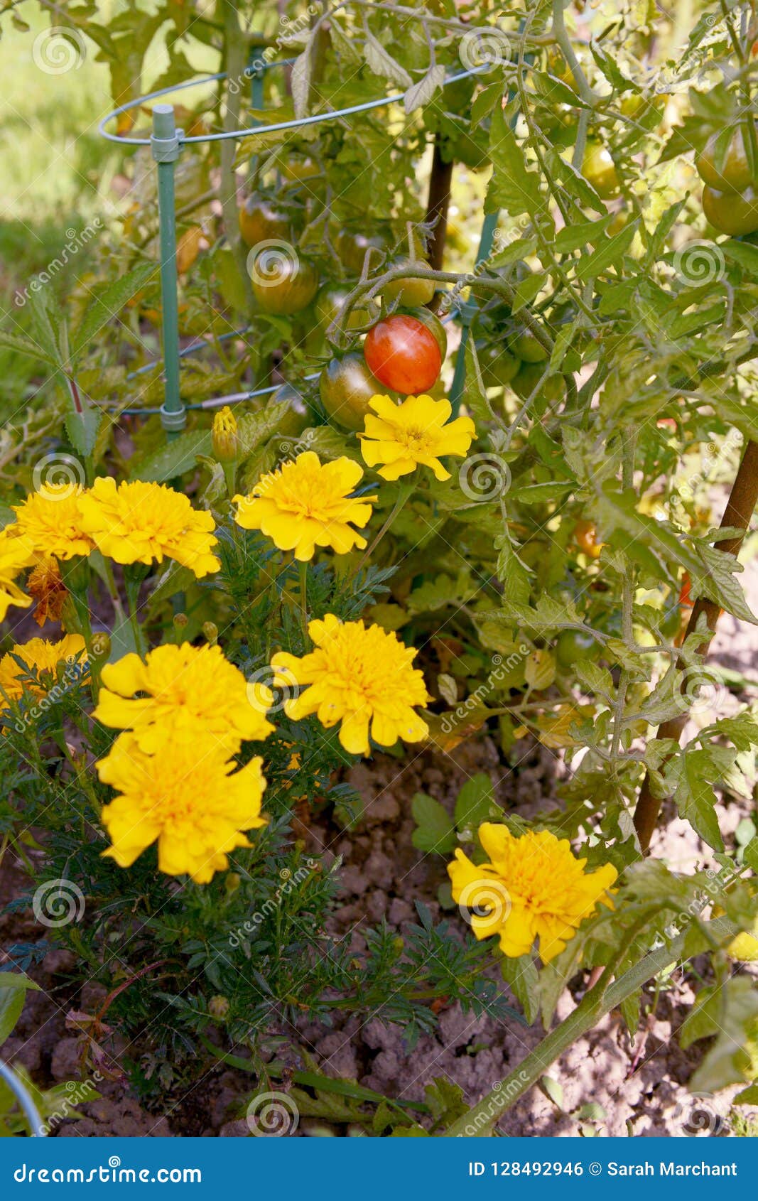 Cravos-de-defunto Que Crescem Com Os Tomates Como a Plantação Do  Companheiro Foto de Stock - Imagem de flor, planta: 128492946