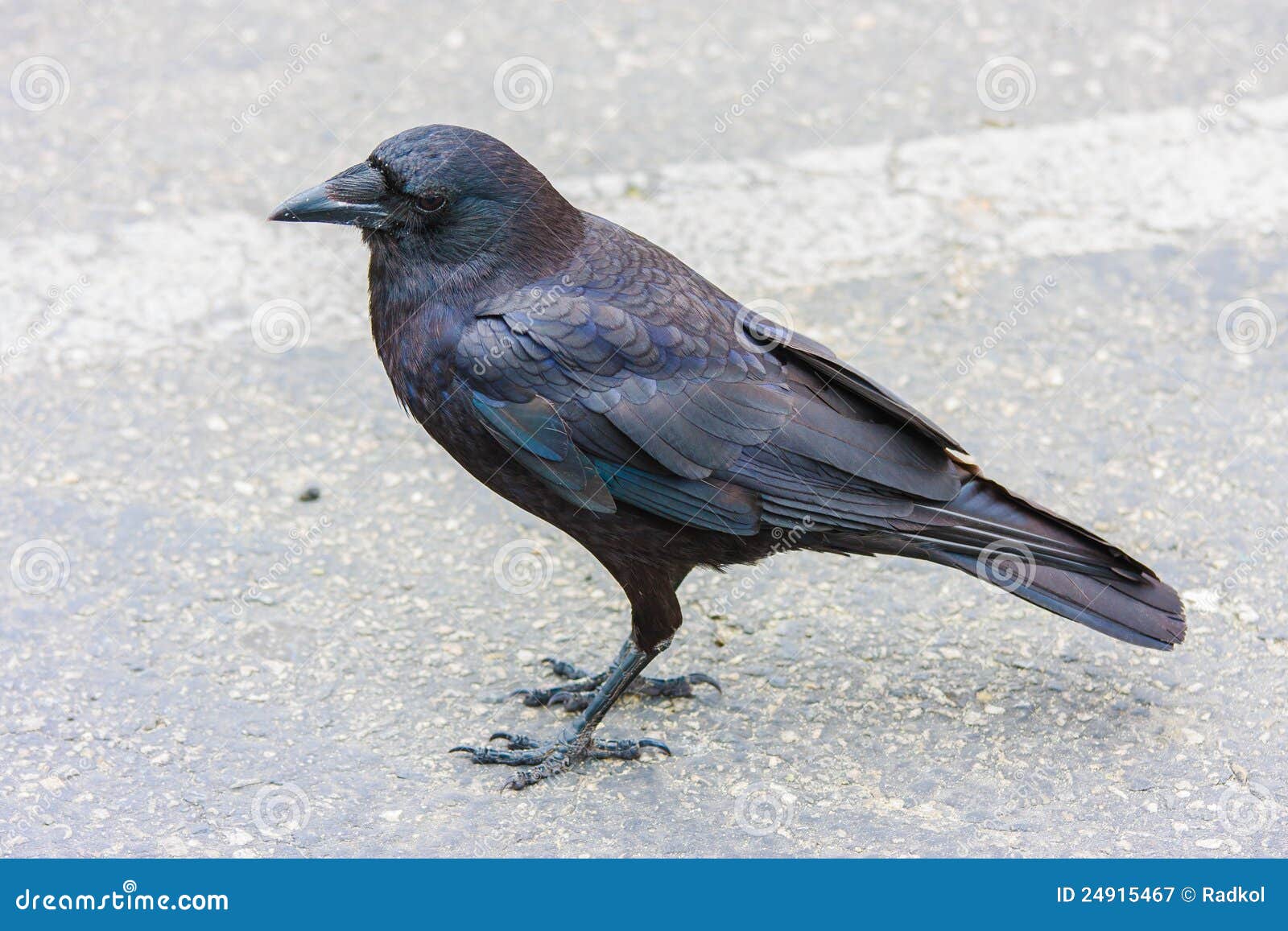 Craw stock image. Image of wildlife, crow, corvus, habitat - 24915467