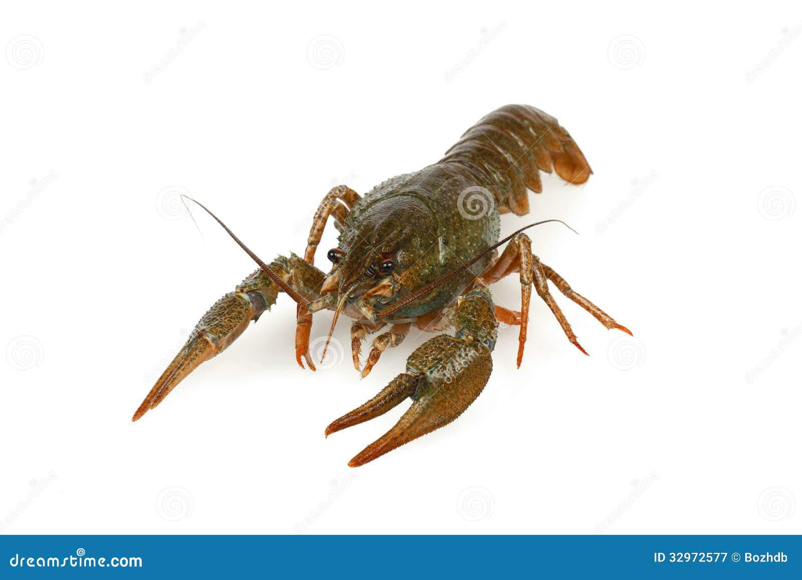 Crawfish Alive One Isolated on White Stock Image - Image of life, isolated:  32972577