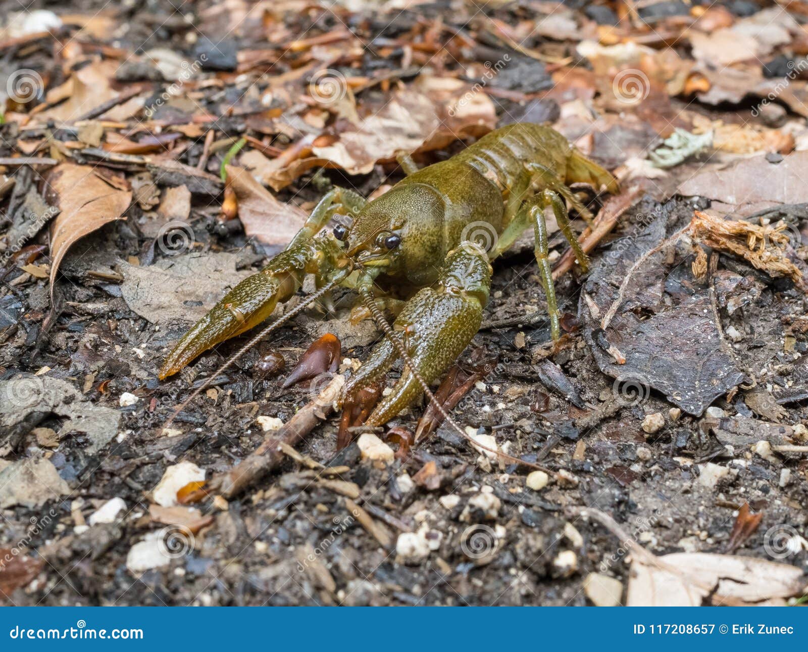 Crawfish on the Forest Floor Stock Image Image of animal, hand 117208657