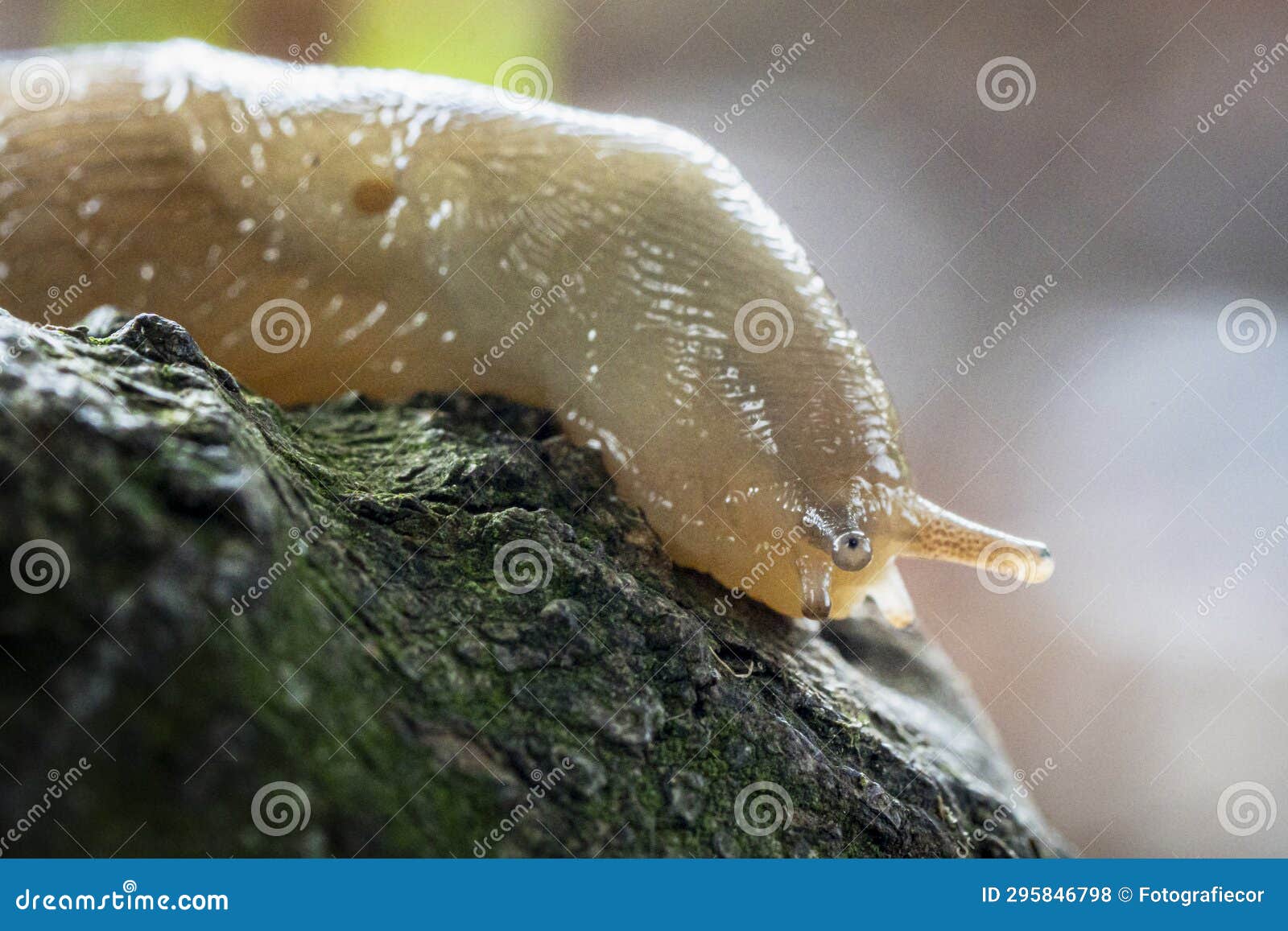crawling slug on wet tree stump