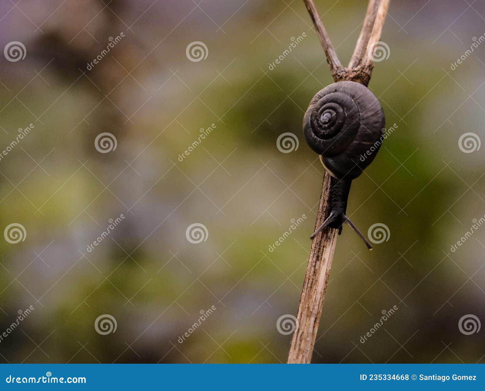 Crawling Snail On Night Wet Stone Pedestrian Road Stock Photo