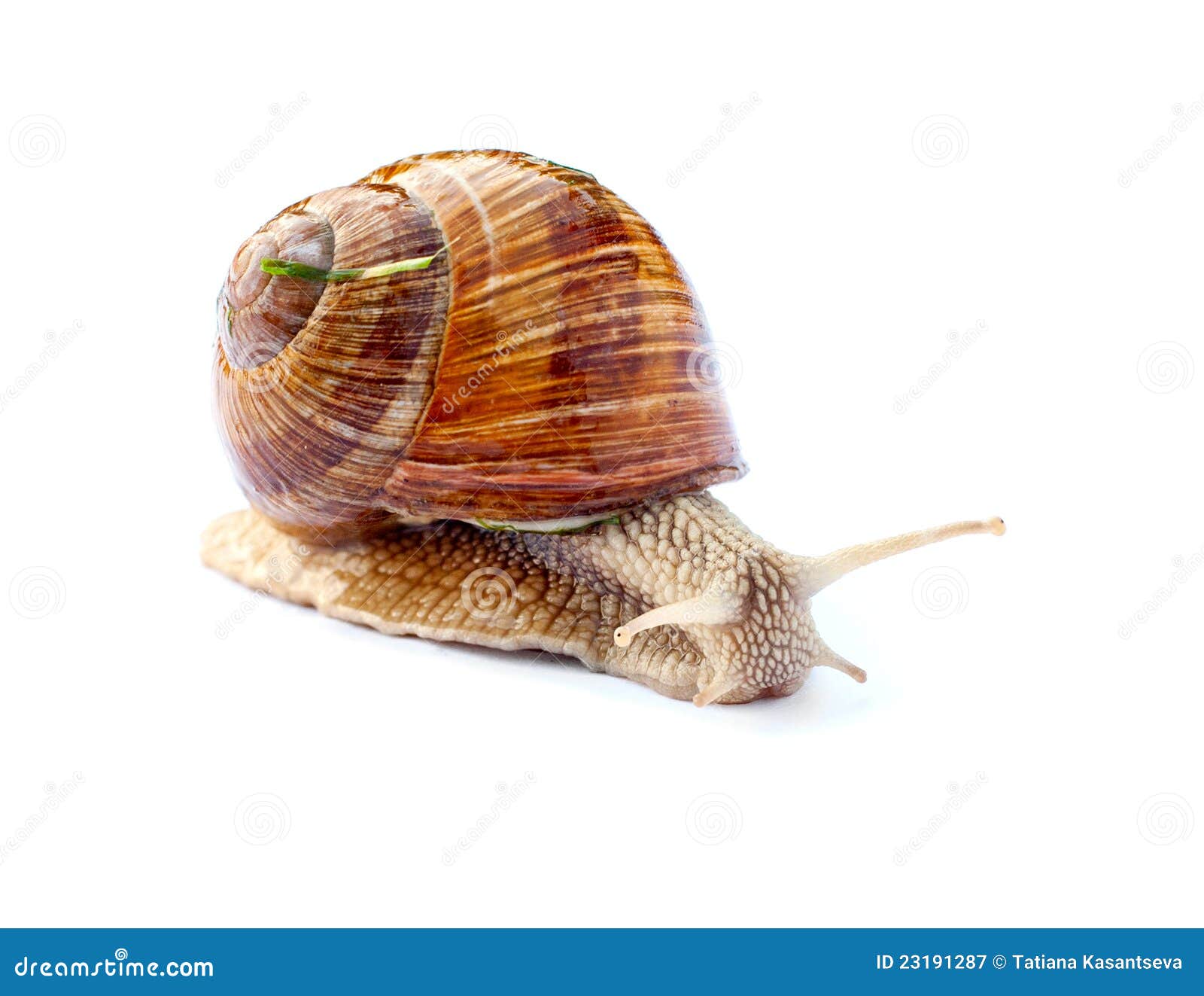 Crawling Snail On Night Wet Stone Pedestrian Road RoyaltyFree Stock
