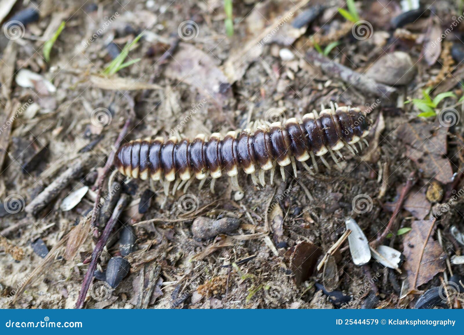 crawly yellow spotted cyanide millipede