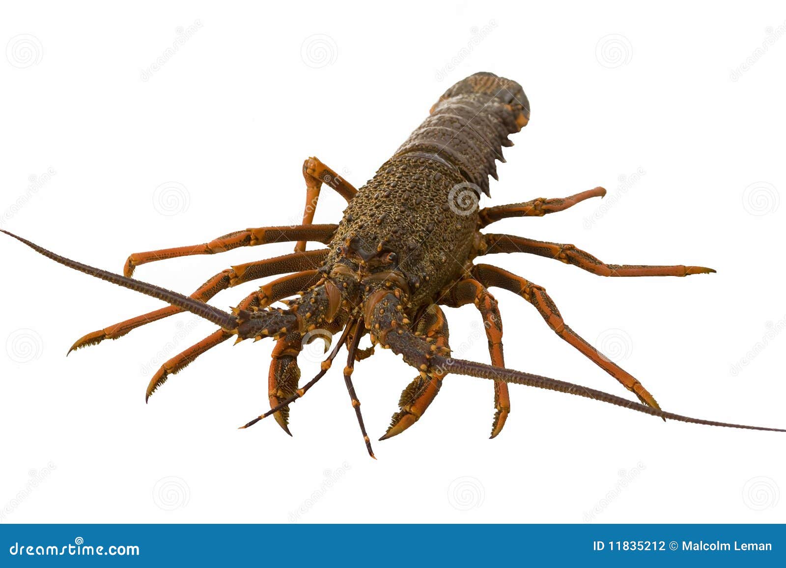 Crayfish stock photo. Image of antennae, isolated, fish 11835212