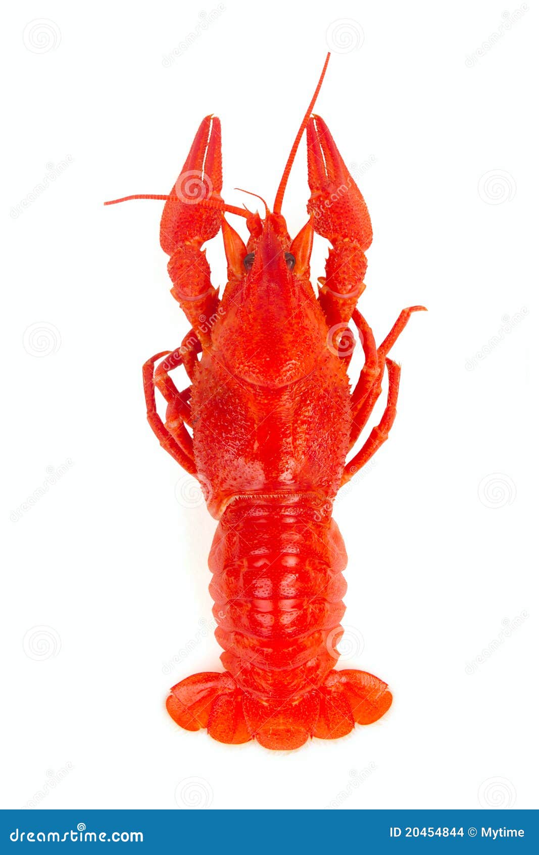 Crayfish stock photo. Image of lobster, fauna, animals - 20454844