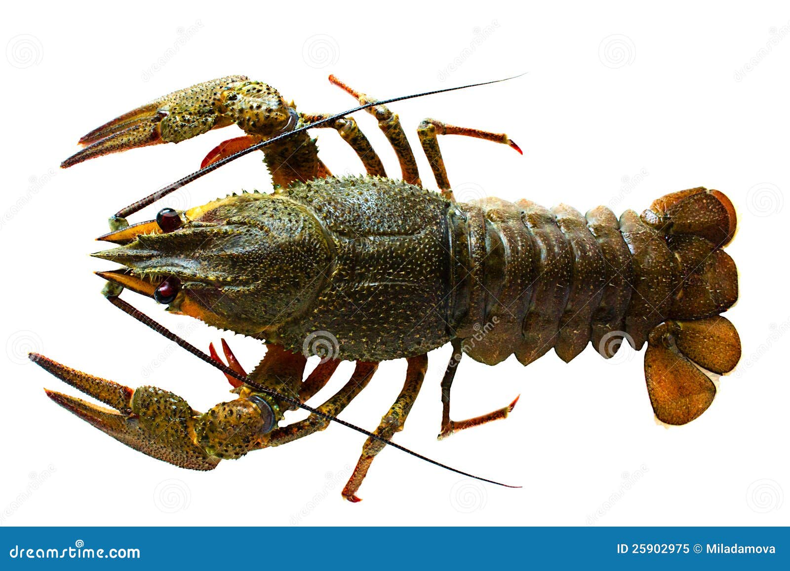 Crayfish stock image. Image of dinner, life, color, food - 25902975