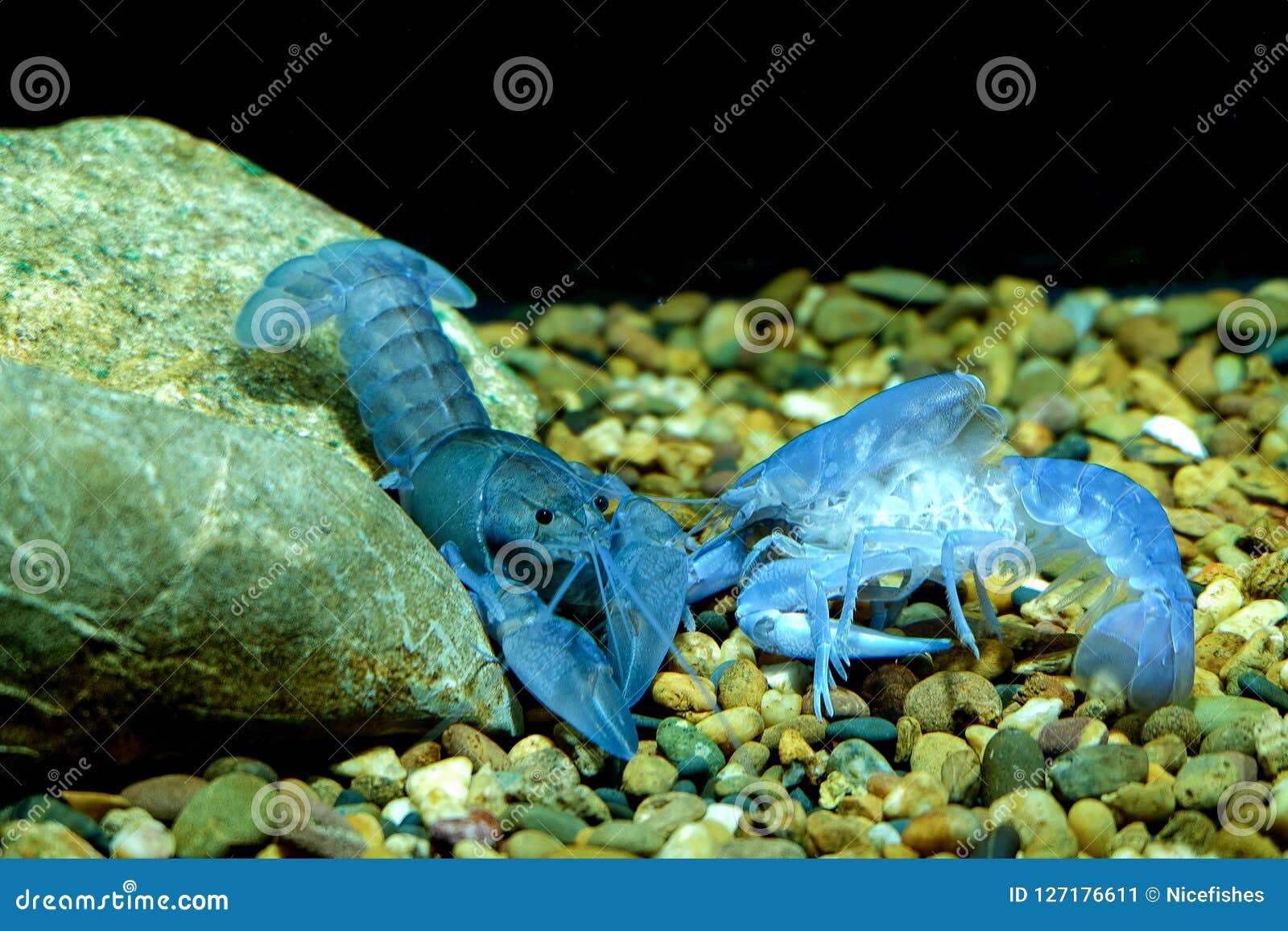 Crayfish in the aquarium stock image. Image of nature 127176611