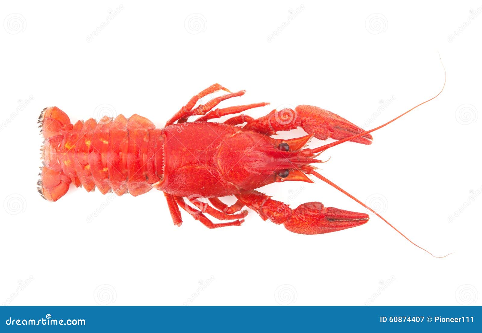 Crayfish stock image. Image of animal, background, lobster - 60874407