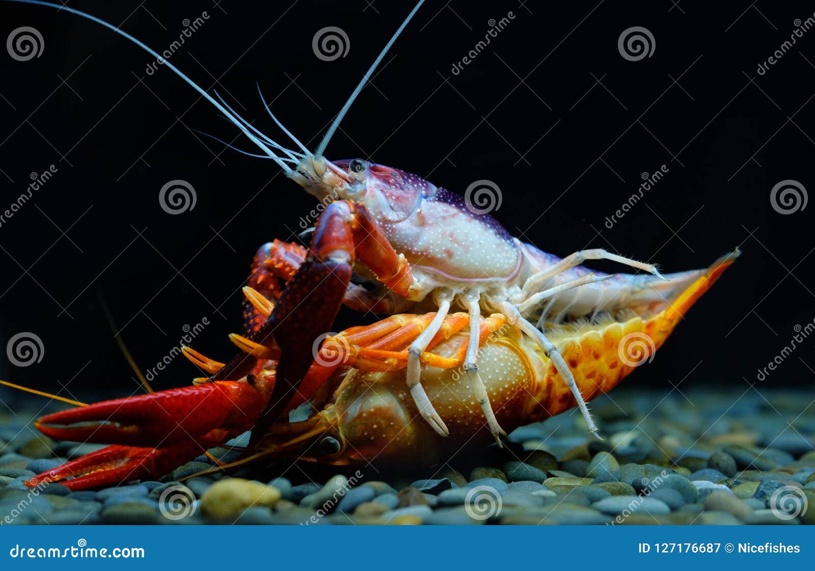 Crayfish Breeding in Aquarium Stock Image Image of food, pond 127176687
