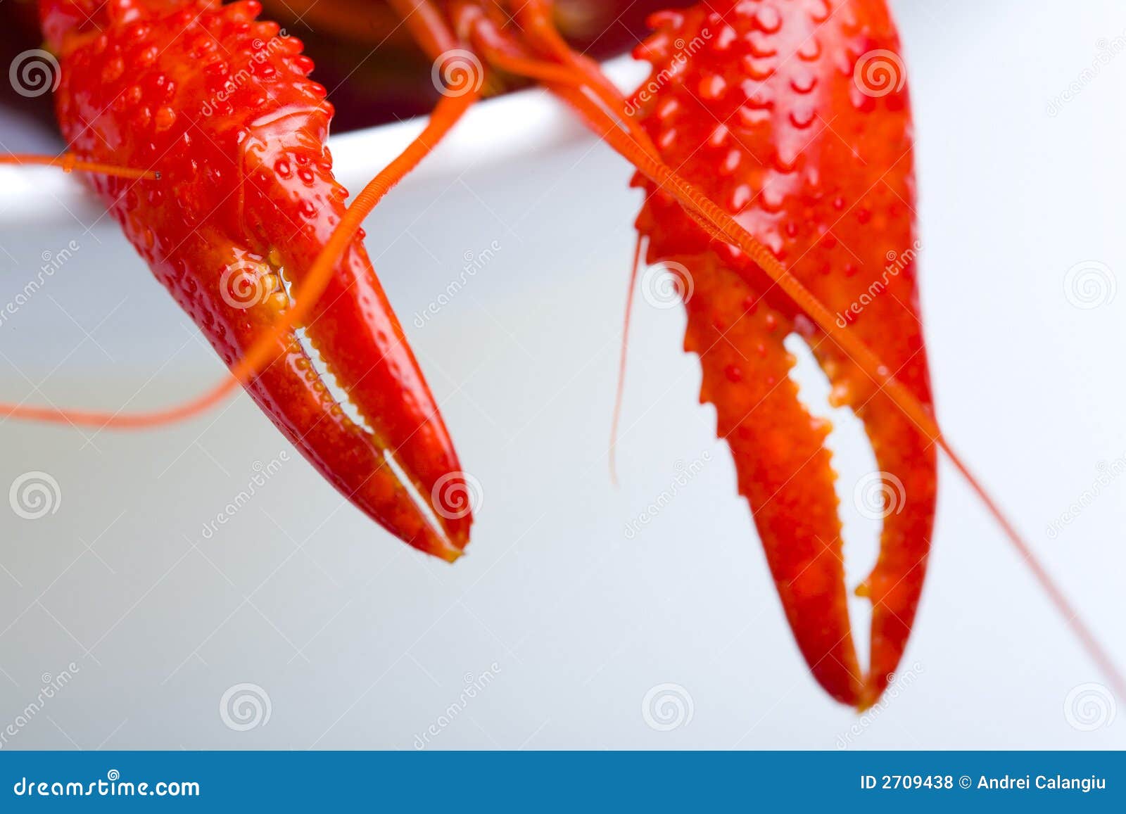 Crayfish claws stock photo. Image of delicatessen, delicious 2709438