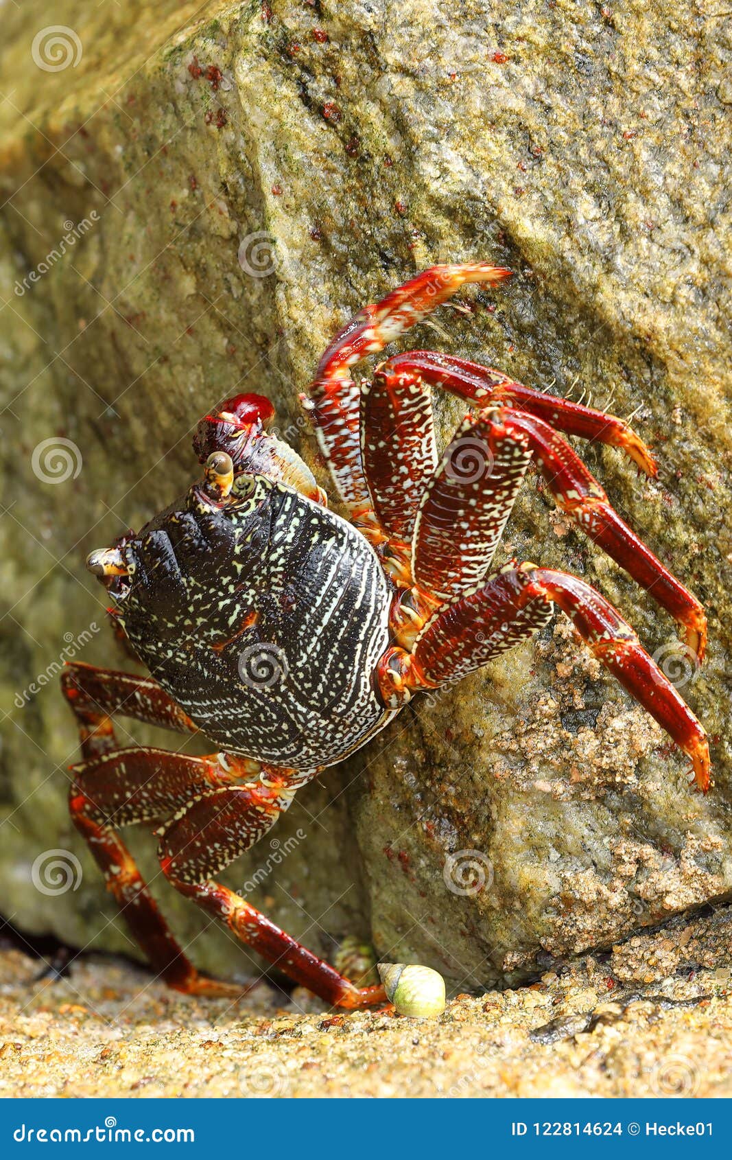 Crayfish and Crabs from Sri Lanka Stock Photo Image of crabs