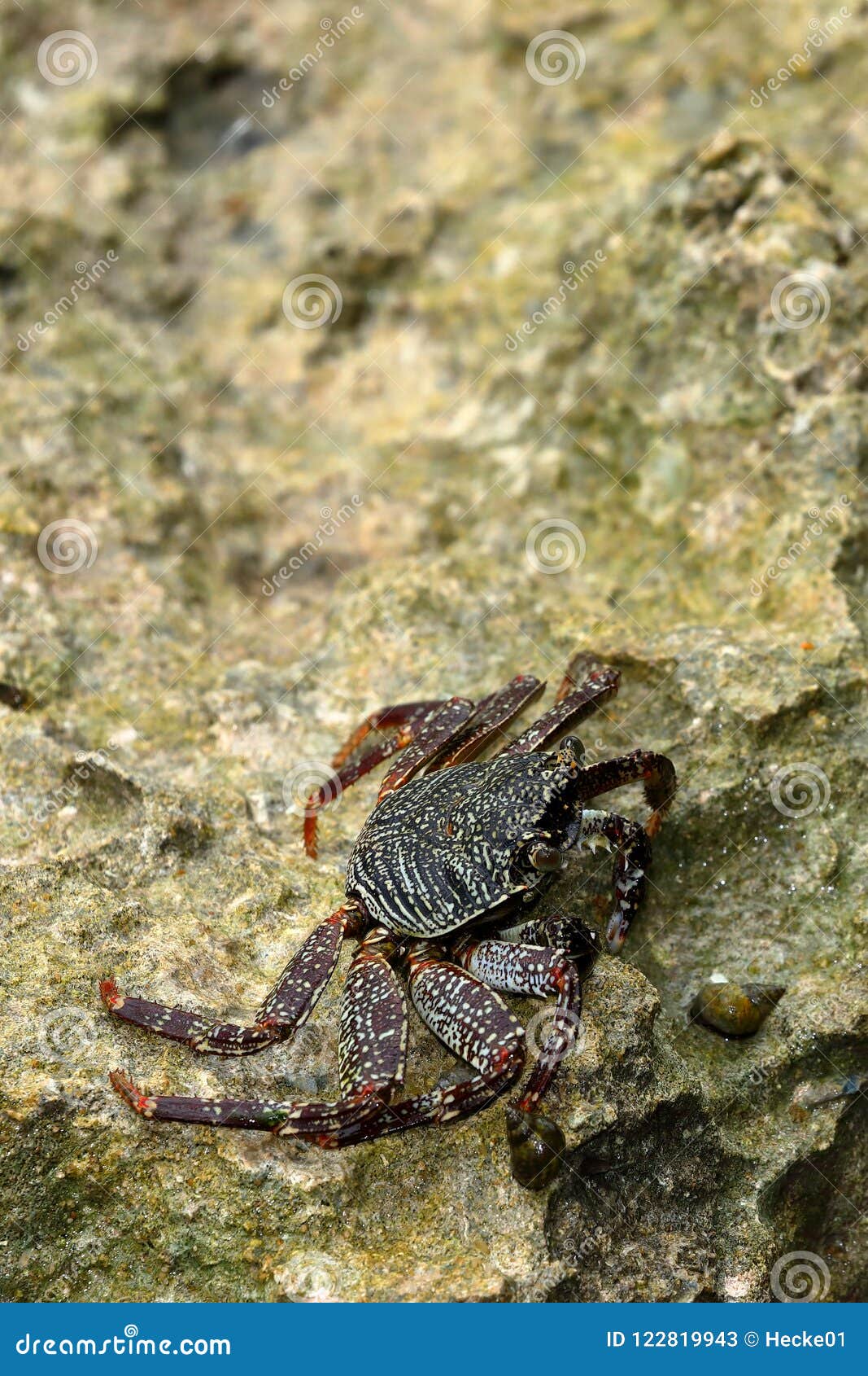 Crayfish and Crabs from Sri Lanka Stock Image Image of crabs, crab