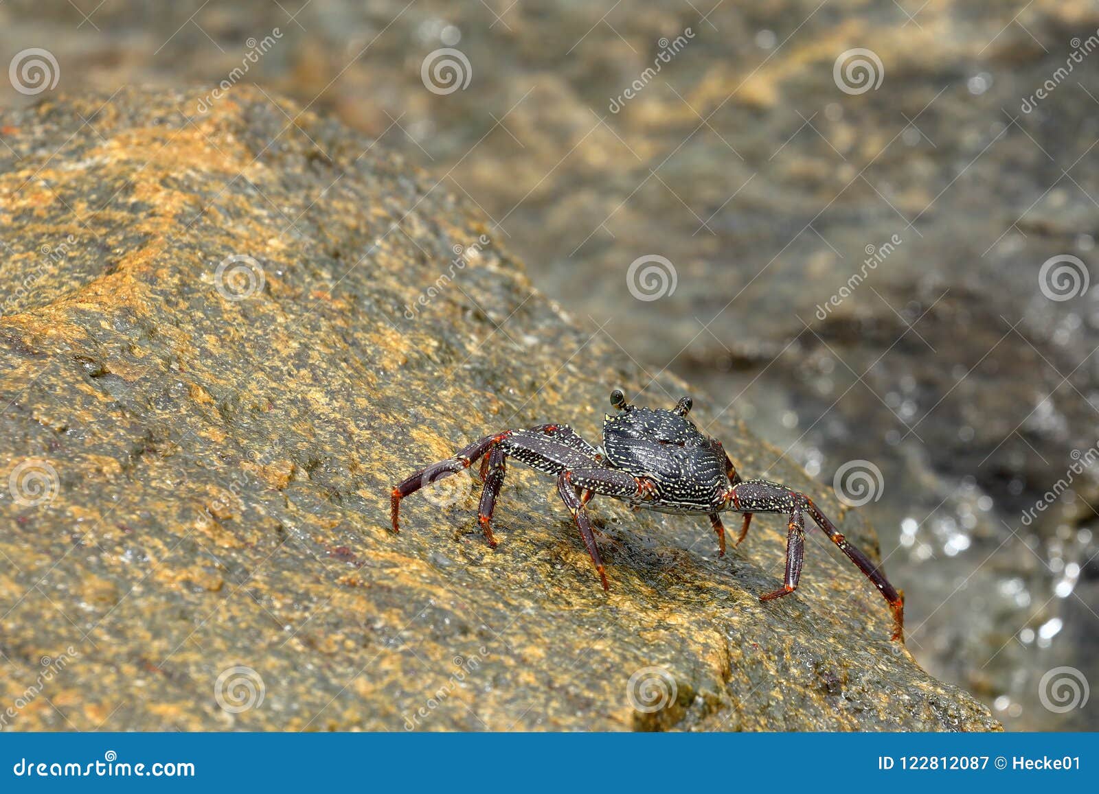 Crayfish and Crabs from Sri Lanka Stock Image Image of seafood, crab