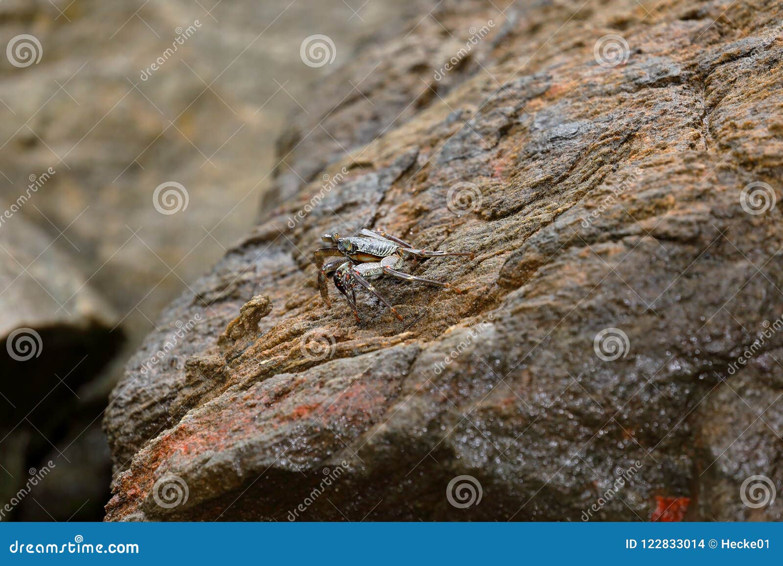 Crayfish and Crabs from Sri Lanka Stock Photo Image of crabs