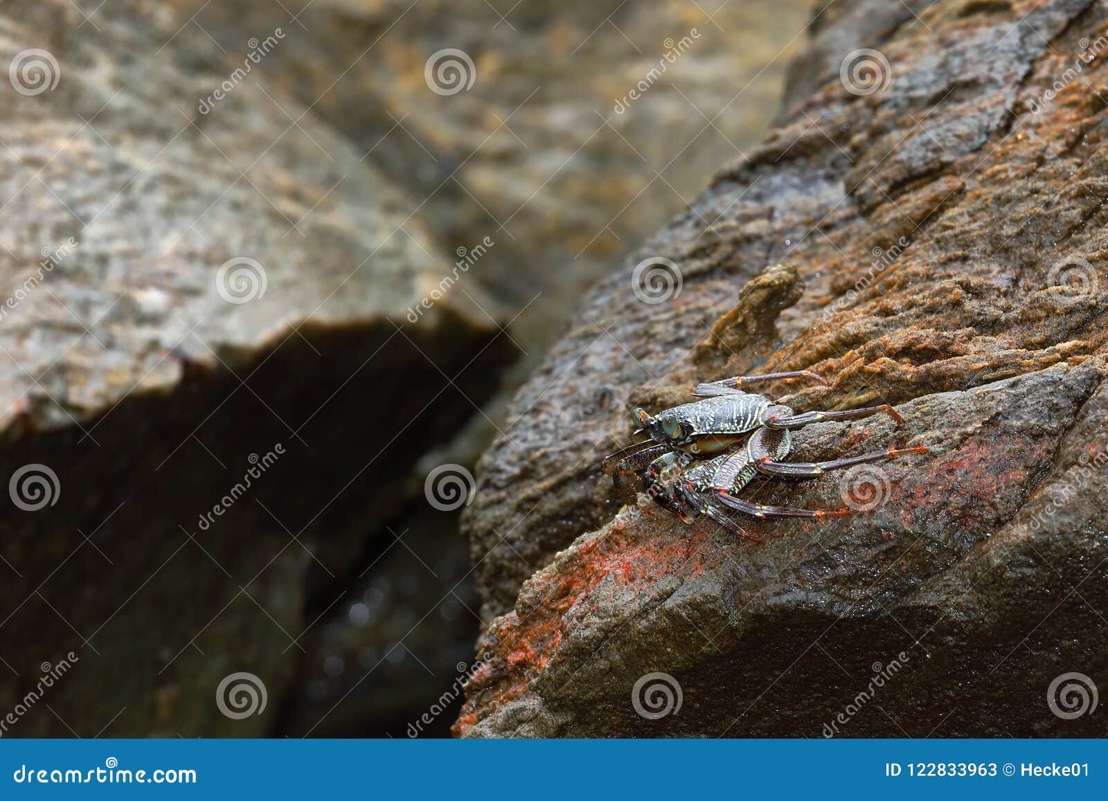 Crayfish and Crabs from Sri Lanka Stock Image Image of nature