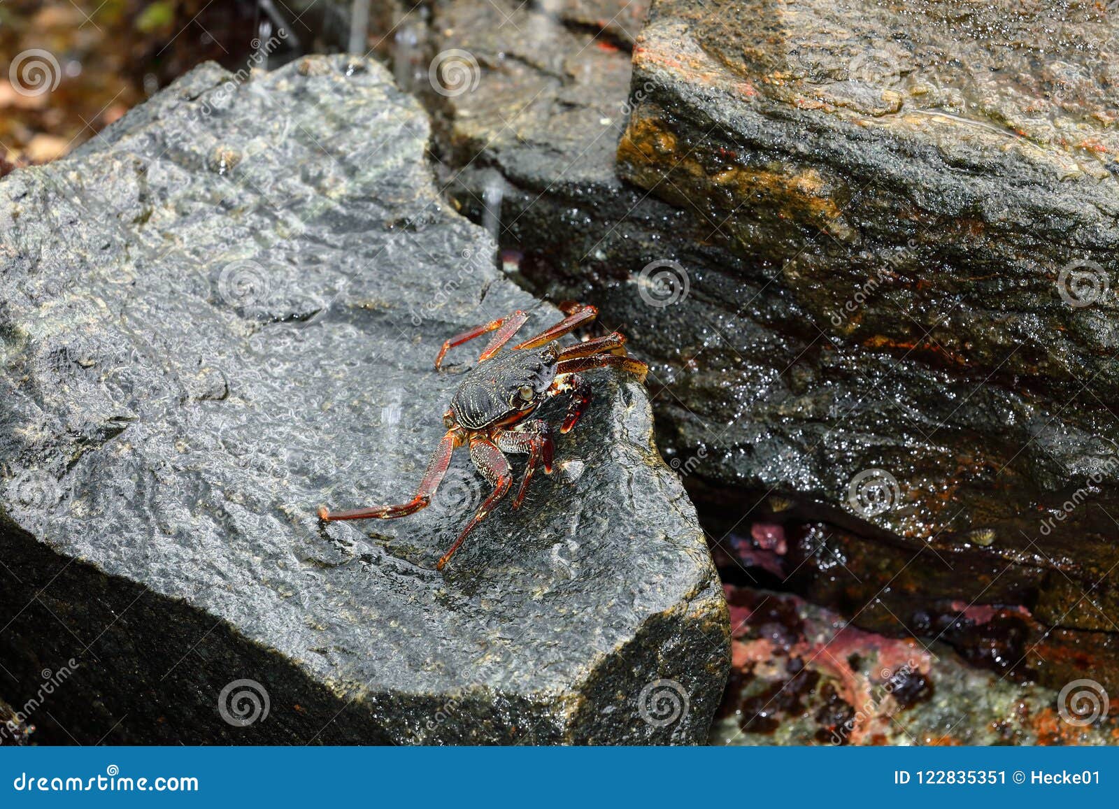 Crayfish and Crabs from Sri Lanka Stock Image Image of crustacea