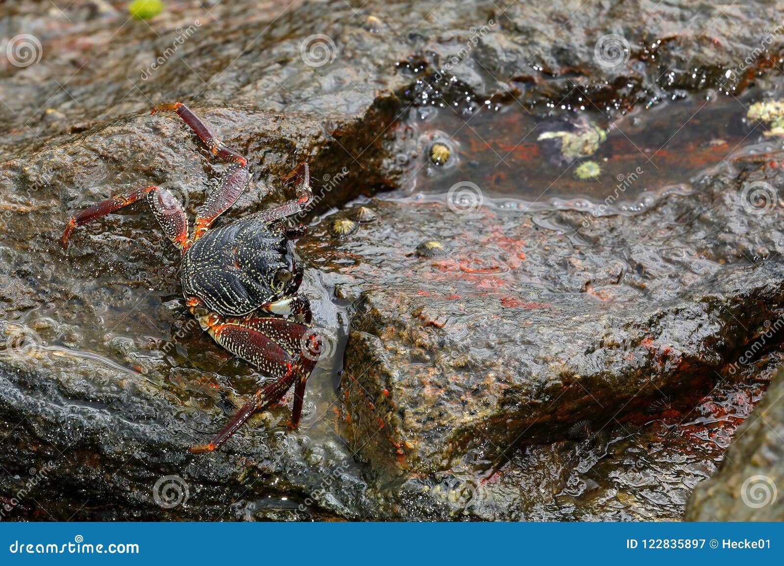 Crayfish and Crabs from Sri Lanka Stock Image Image of crayfish