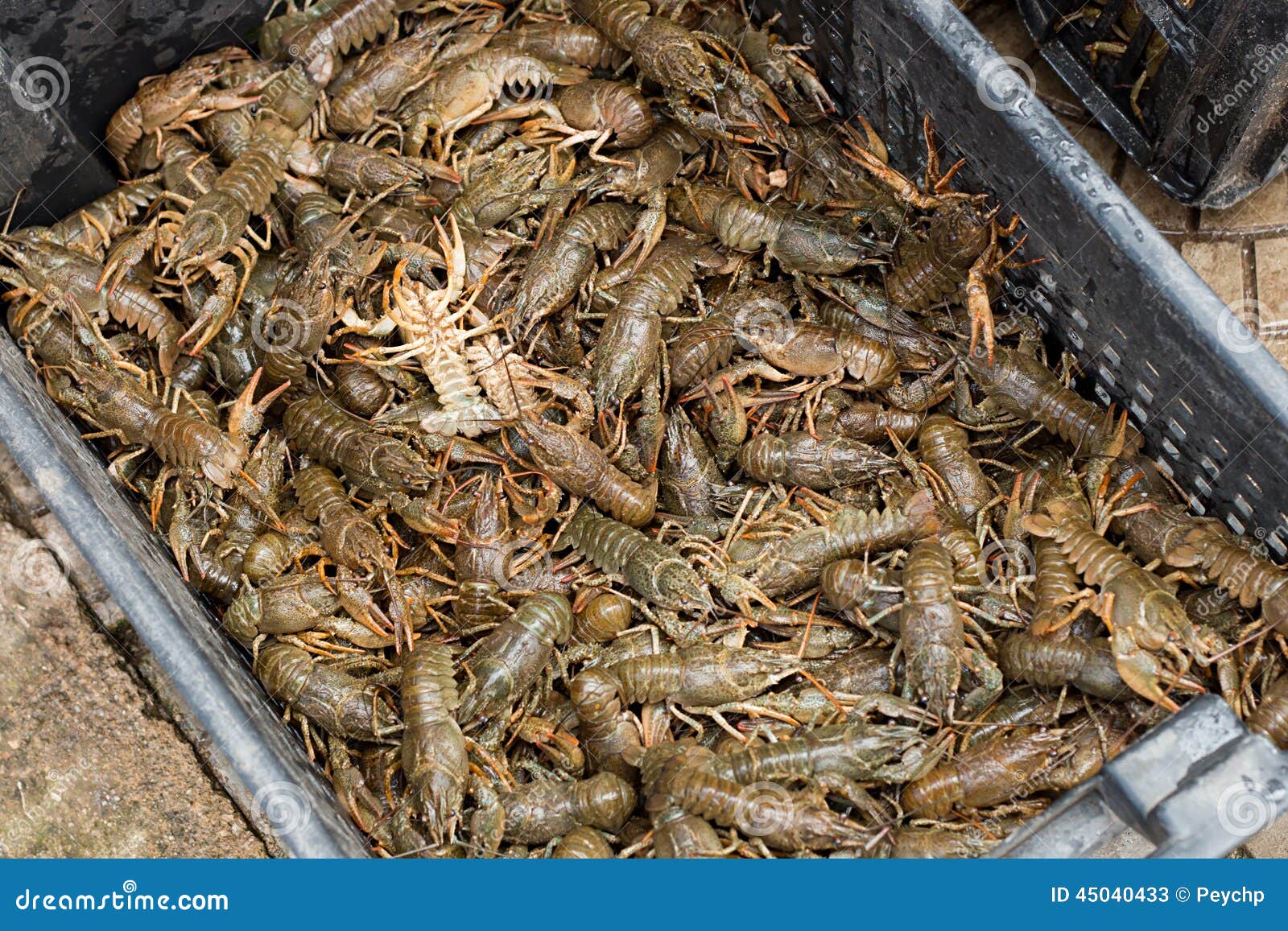 Crayfish at fish market stock image. Image of eating 45040433