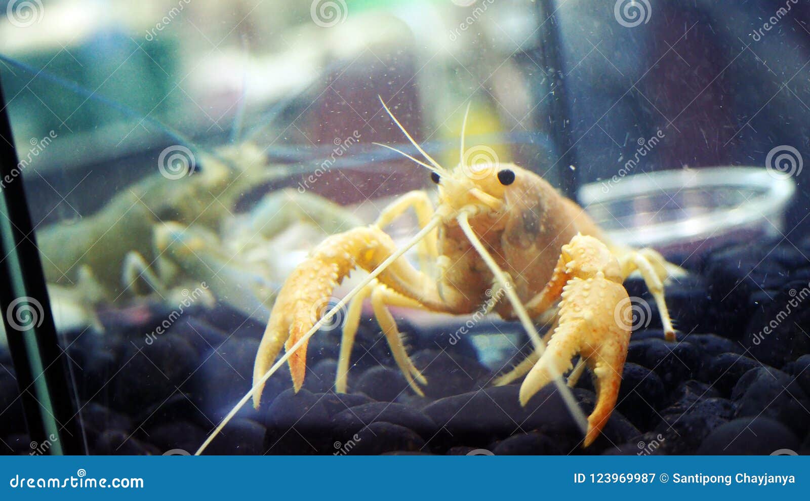 Crayfish in the fish tank. stock image. Image of seafood 123969987