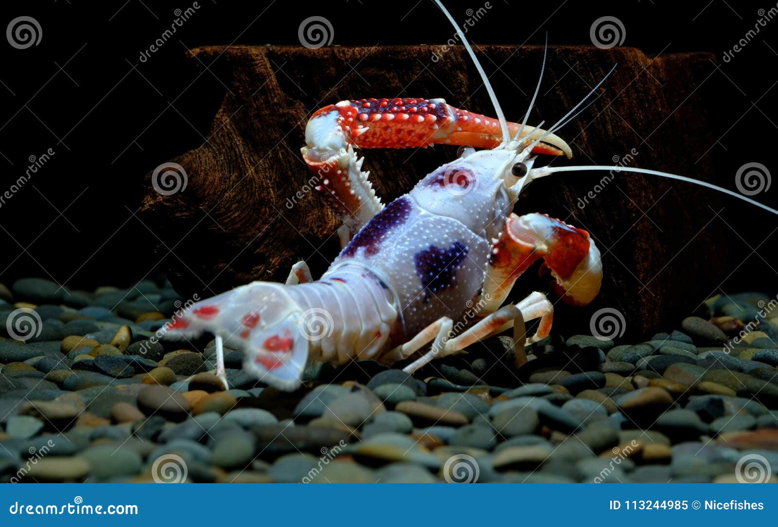 Crayfish Ghost in the Aquarium Stock Image - Image of destructor