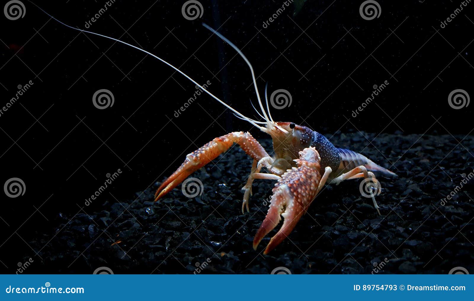 Crayfish Ghost Farm Shrimp in Aquarium Stock Image Image of black