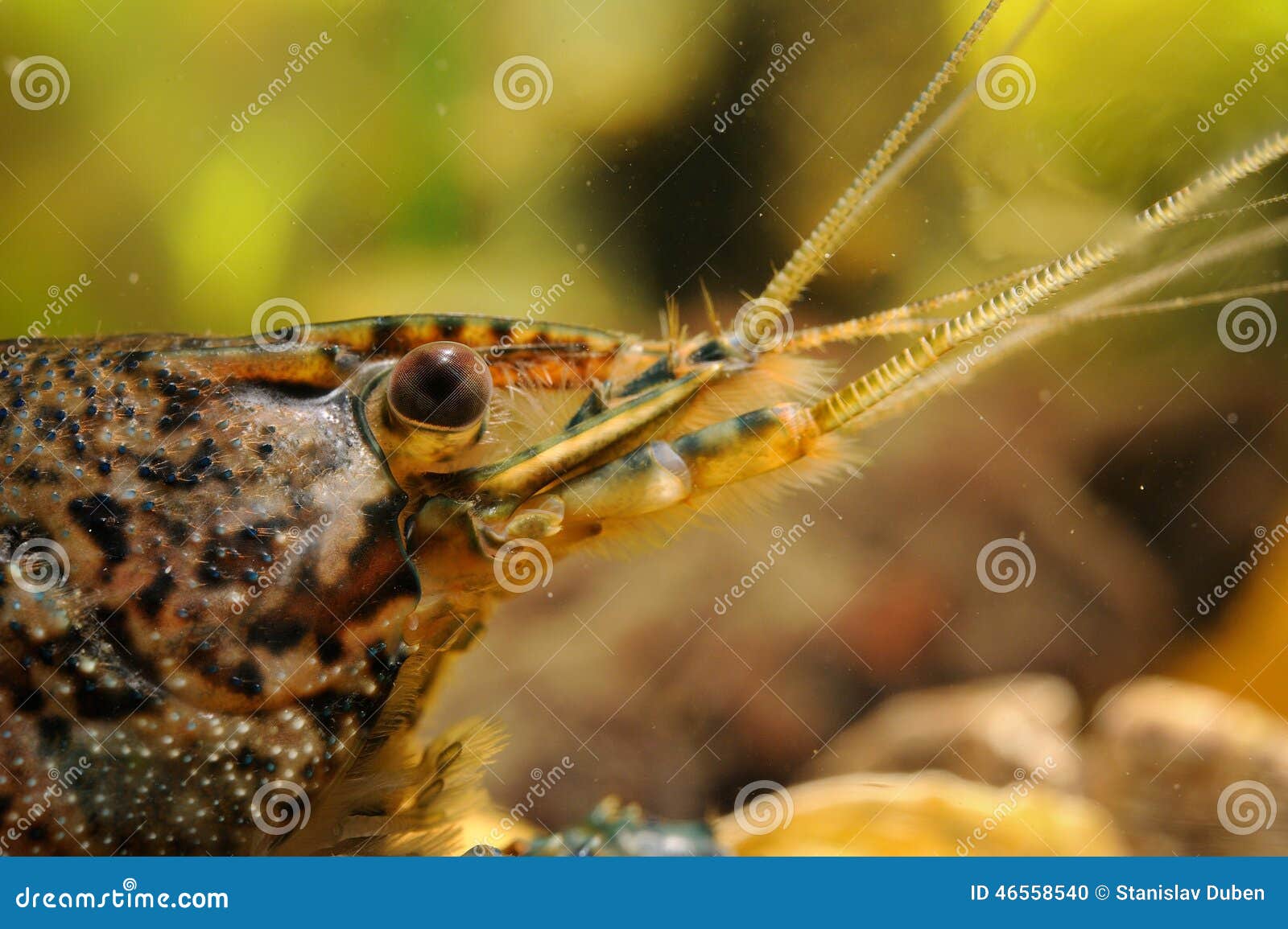 Crayfish Head Closeup Detail Stock Photo Image of detail, freshness