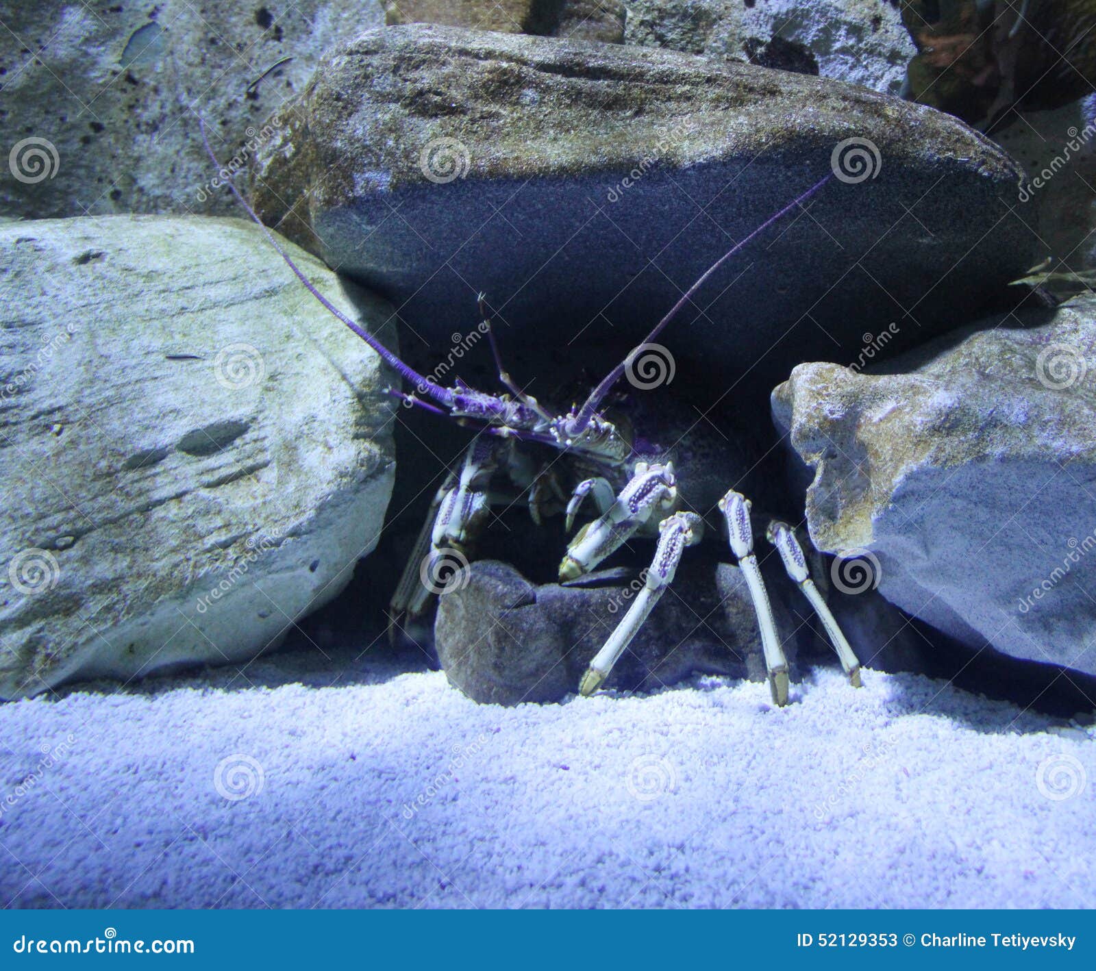 Why do crayfish hide under rocks