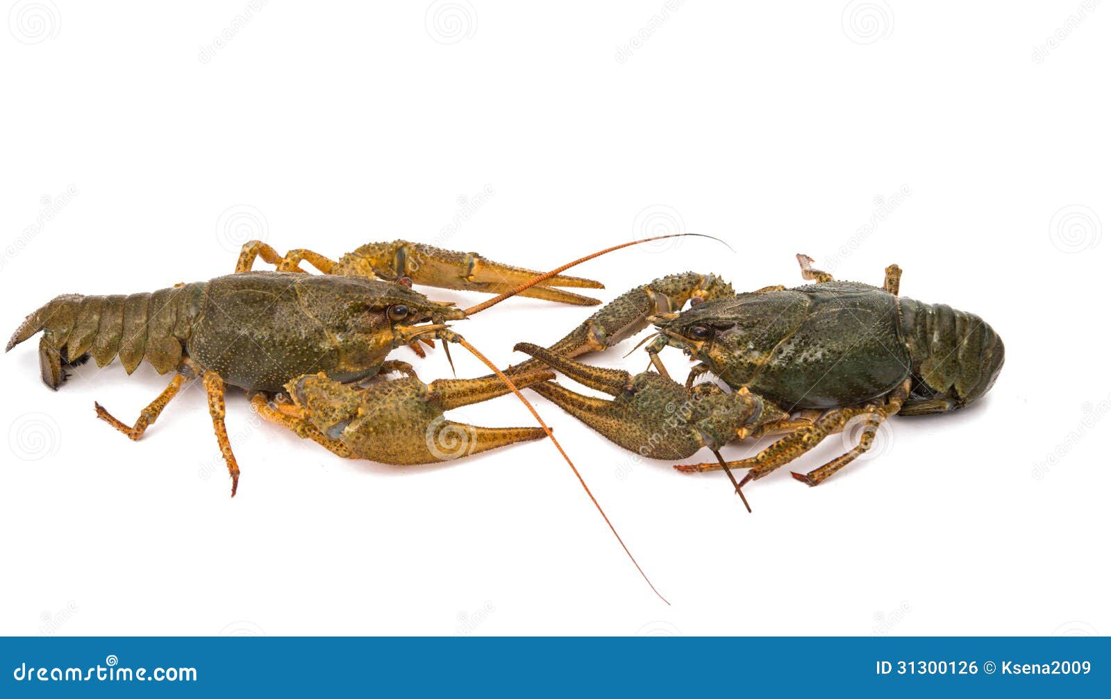 Crayfish isolated stock photo. Image of antenna, seafood 31300126