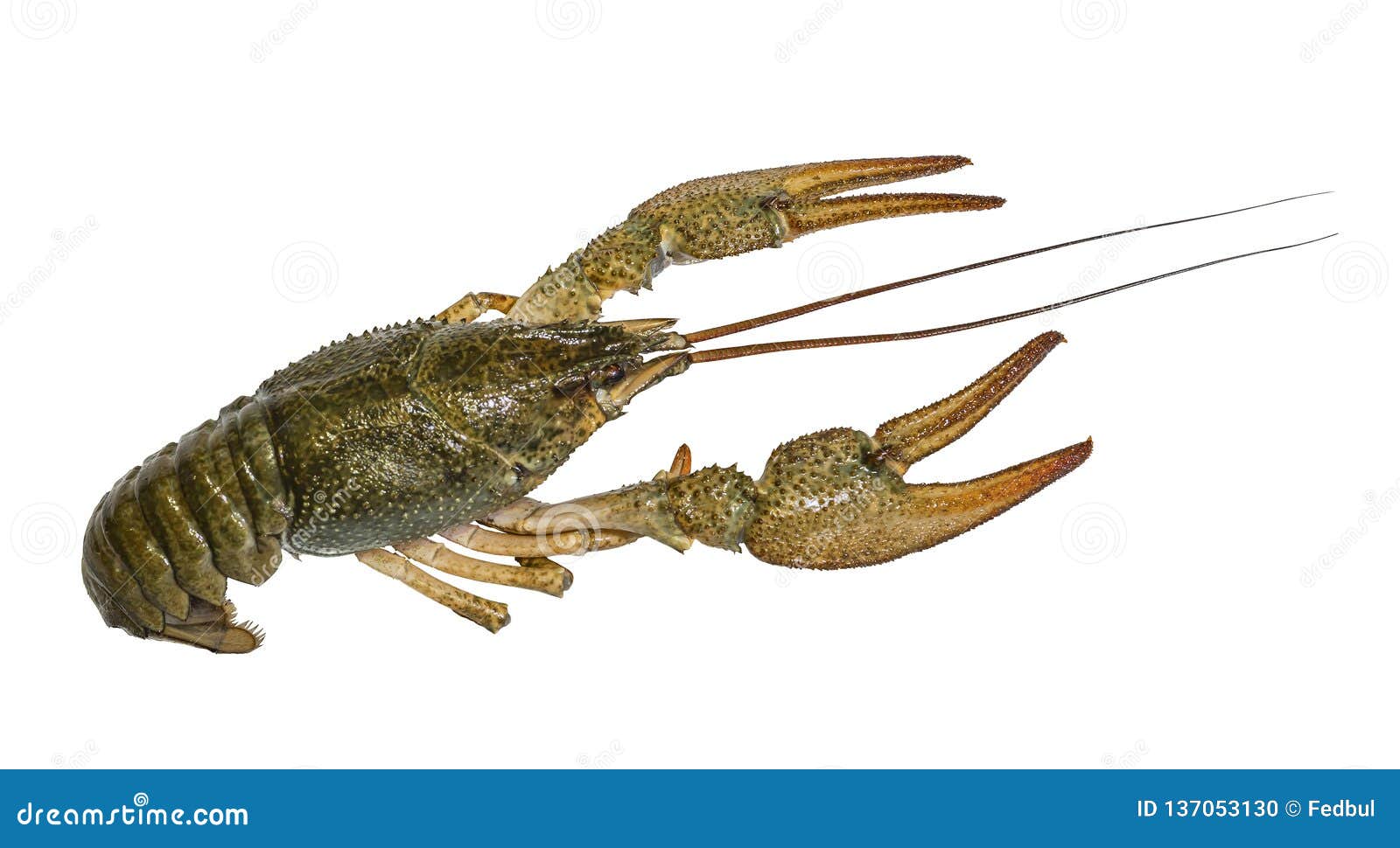 2,612 Crayfish Live Stock Photos - Free & Royalty-Free Stock