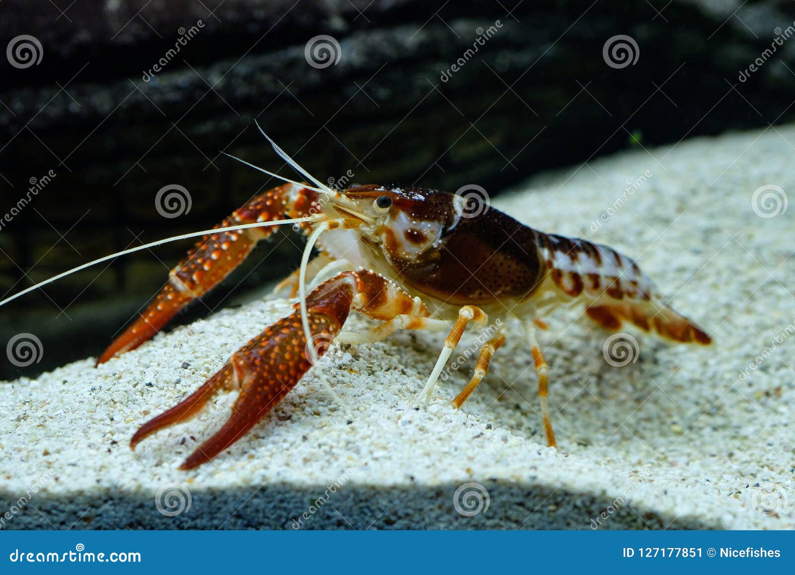 Crayfish Procambarus Clarkii Ghost in the Aquarium Stock Image Image