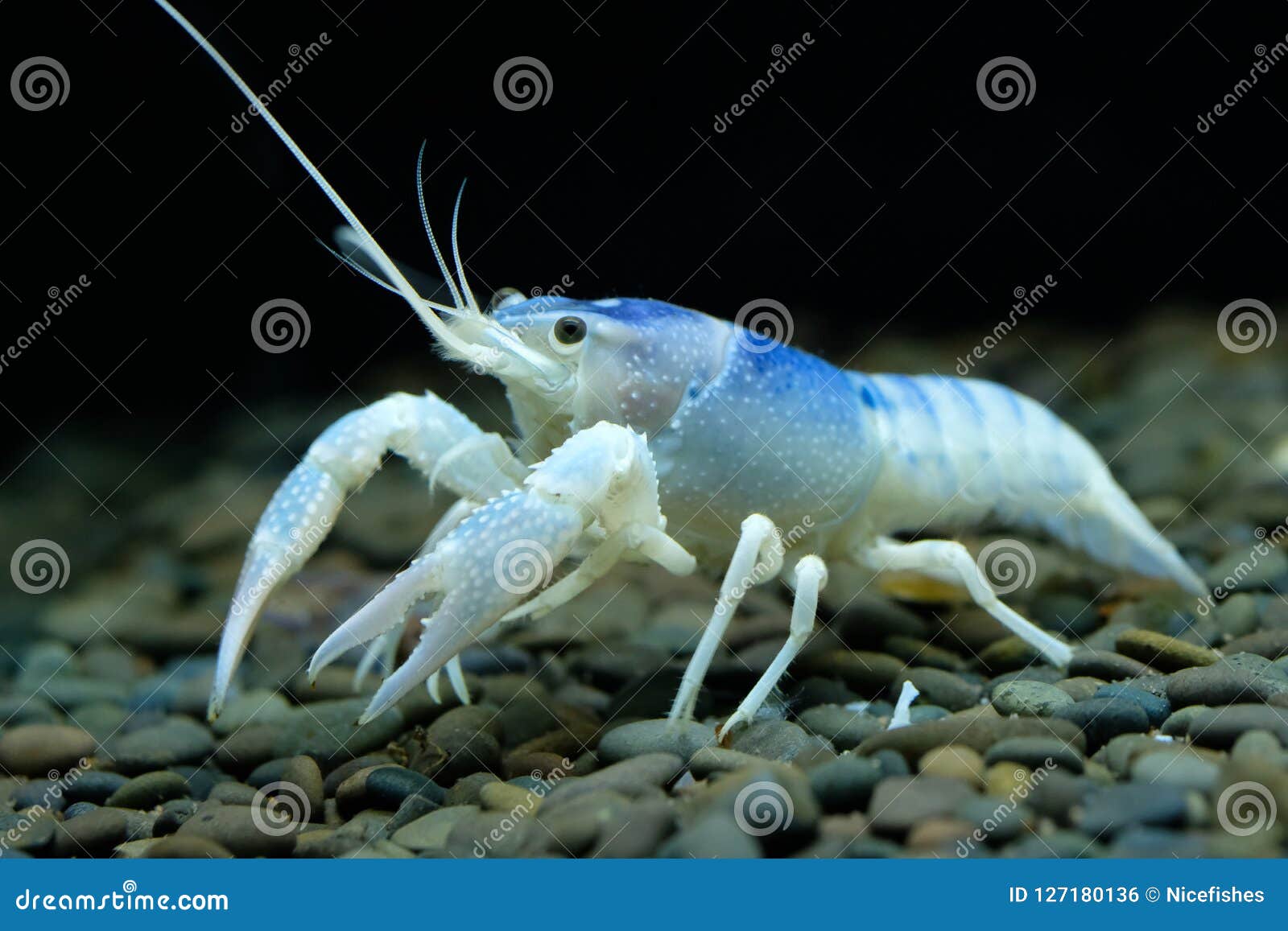 Crayfish Procambarus Clarkii Ghost On Black Background. RoyaltyFree