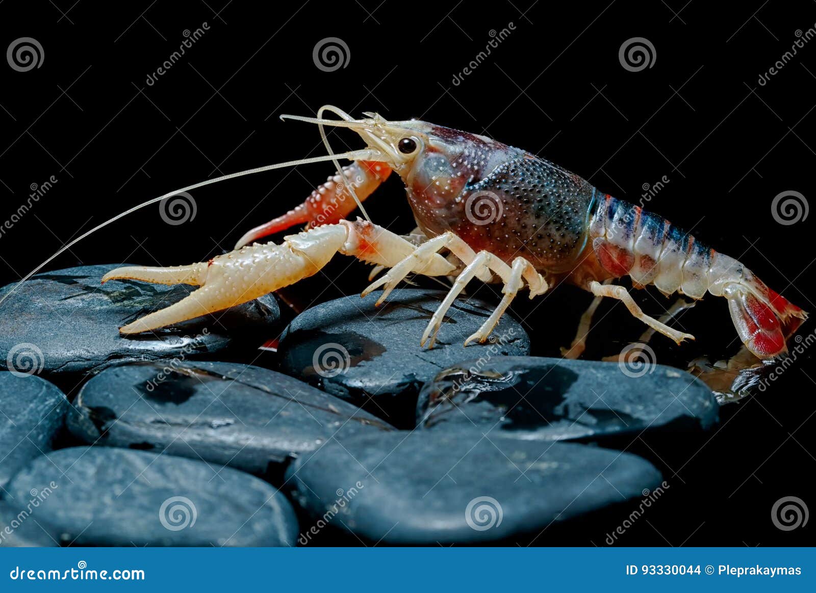 Crayfish Procambarus Clarkii Ghost, Raising Freshwater Aquarium Royalty