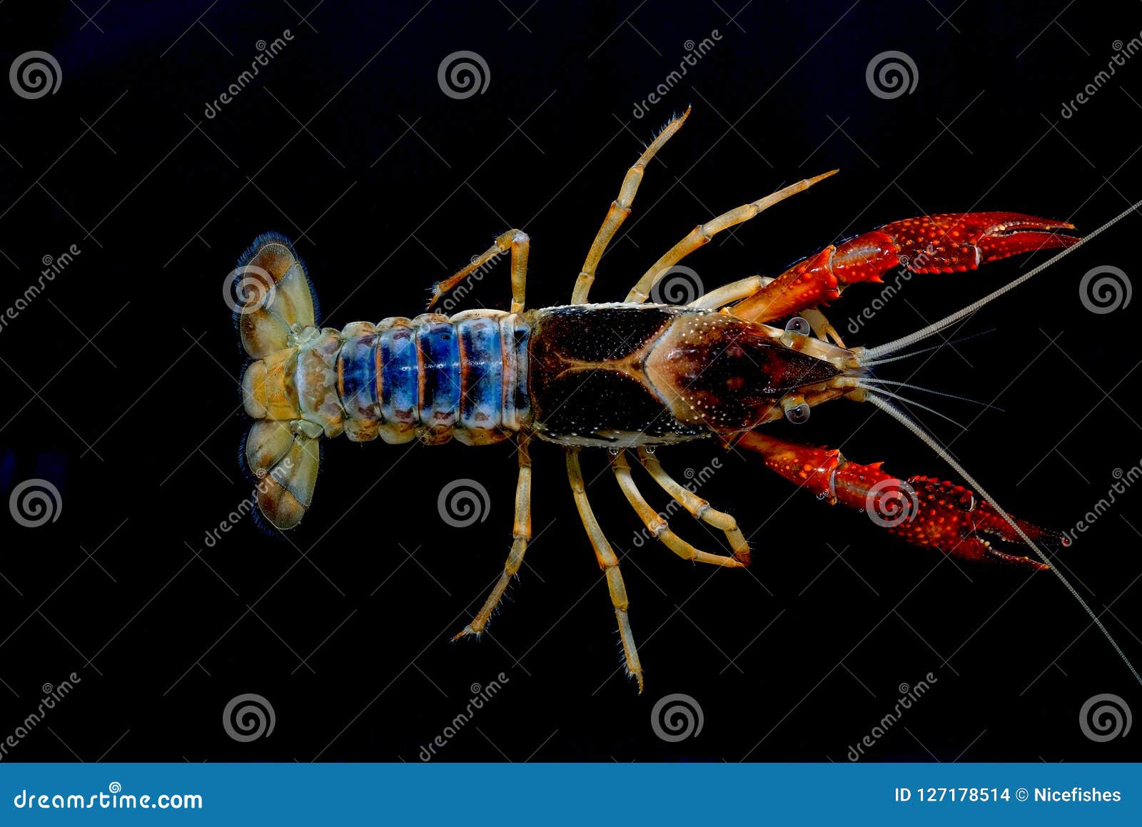 Crayfish Procambarus Clarkii Ghost in the Aquarium Stock Photo Image