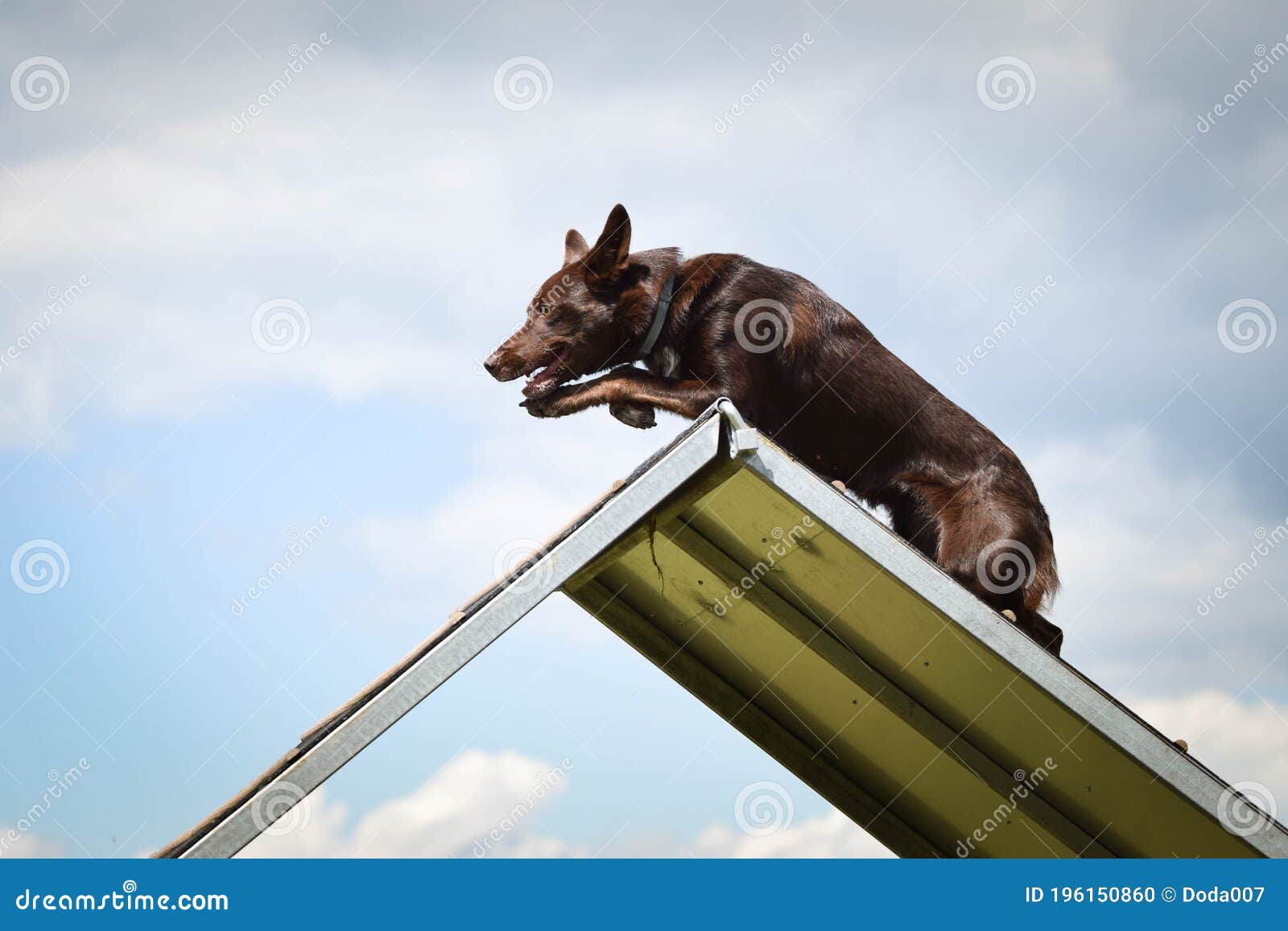crazy border collie is running in agility park.