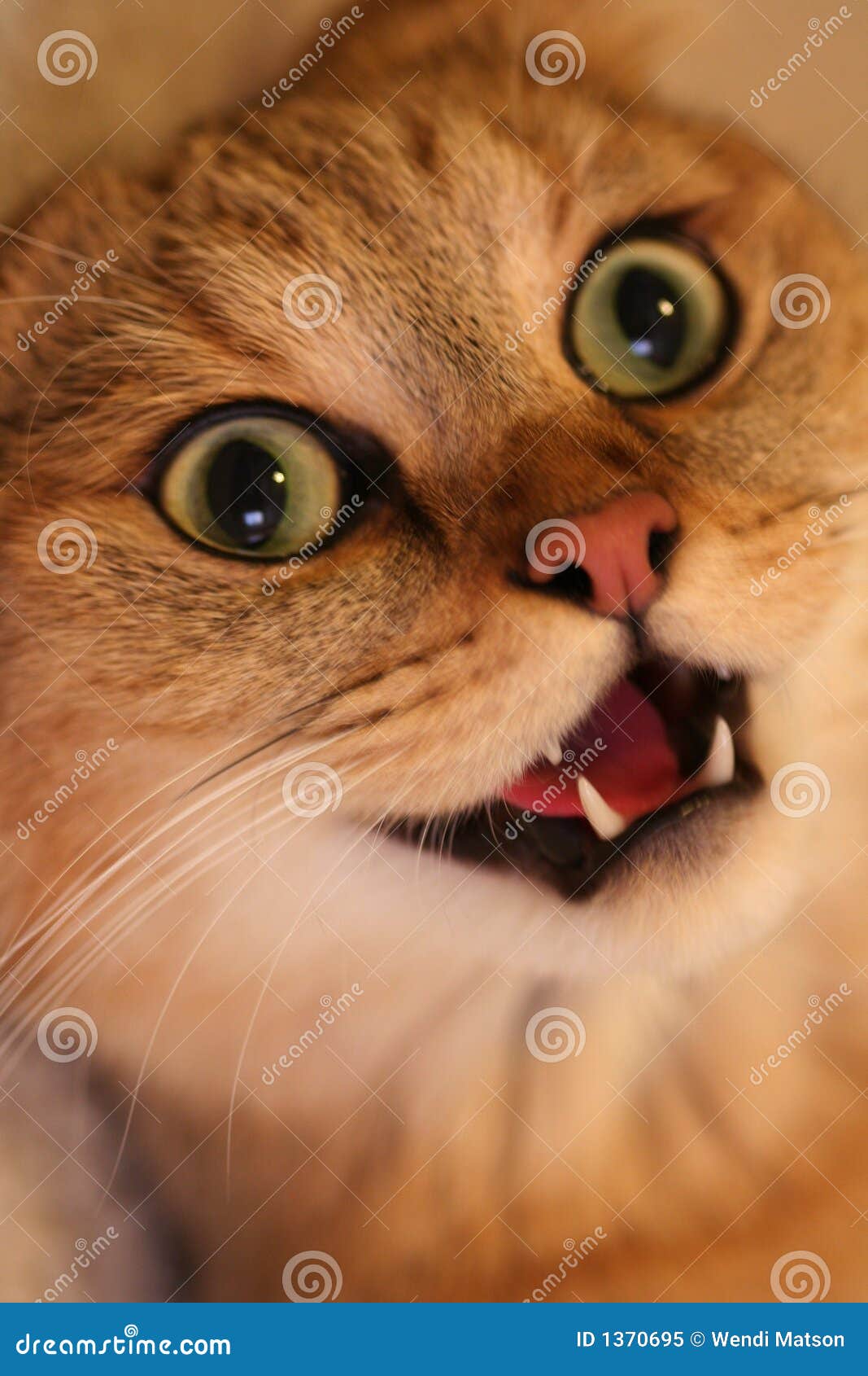 Crazy cat stock image. Image of mammal, tawny, whisker - 1370695