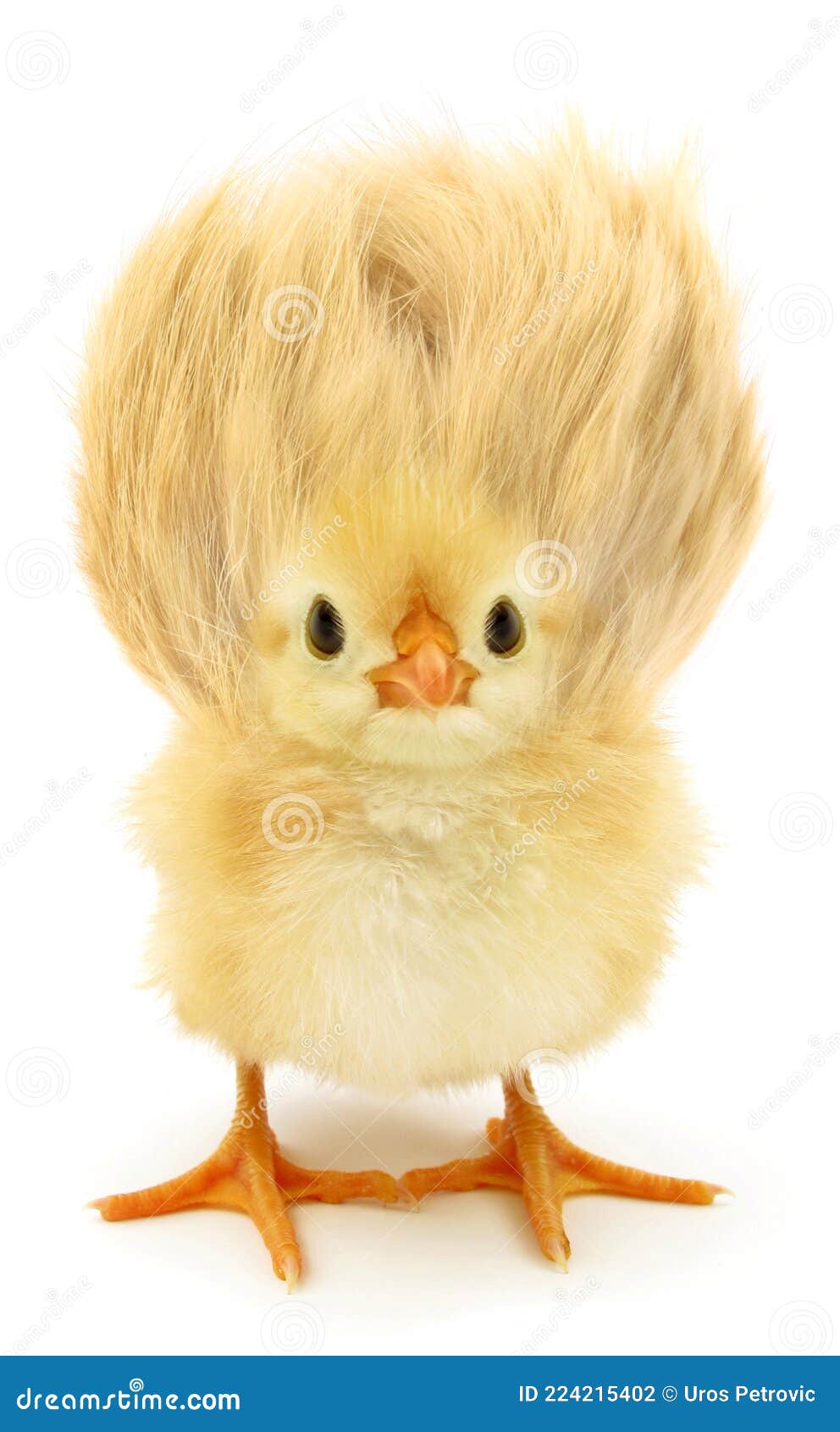 Crazy Chick with Ridiculous Yellow Pink Hair Stock Illustration - Illustration of baby, funny: 224215402 Crazy Chick with Ridiculous Yellow Pink Hair Stock Illustration - Illustration of baby, funny: 224215402