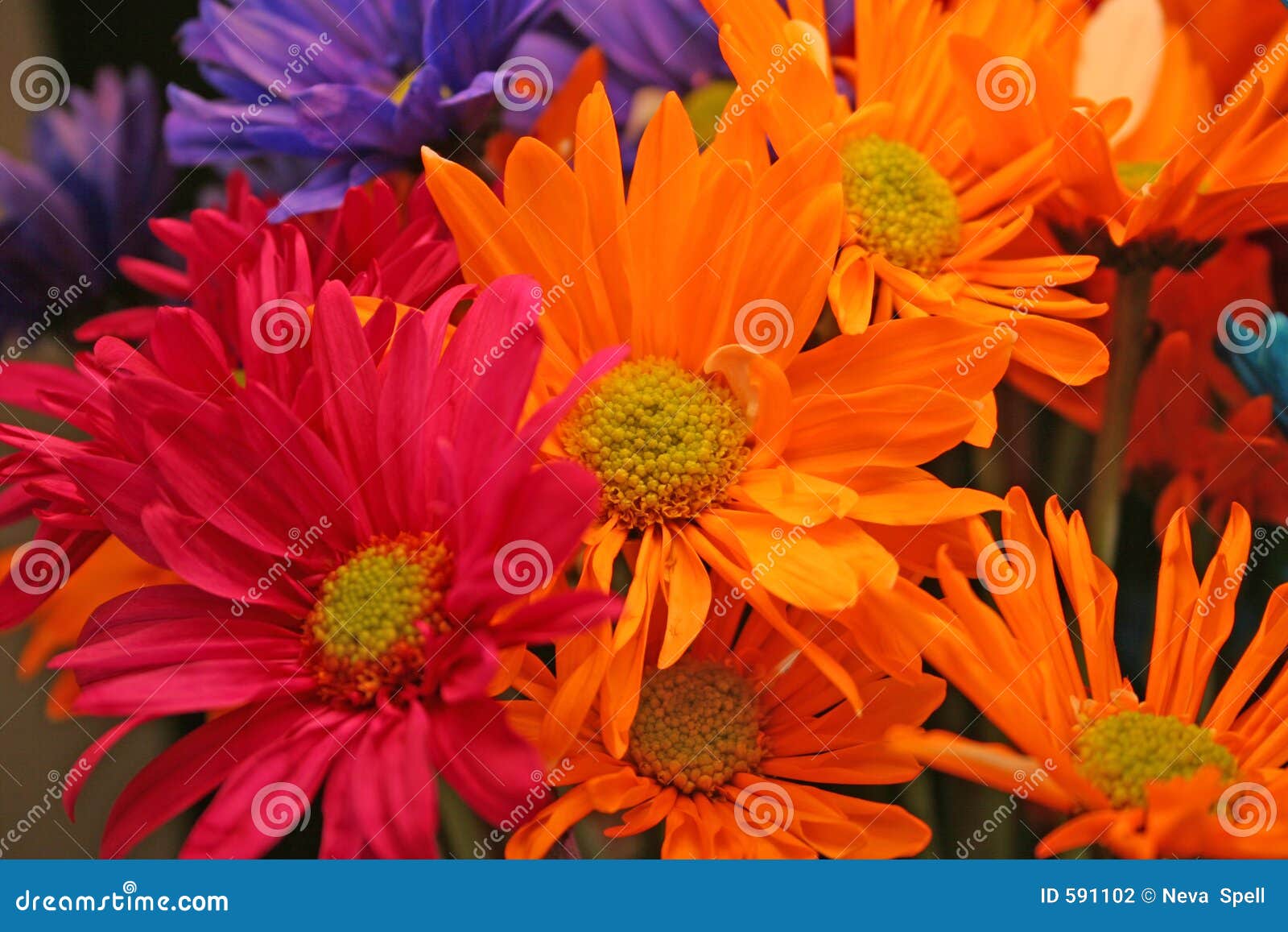 Crazy Daisies stock photo. Image of flowers, daisy, floral 591102