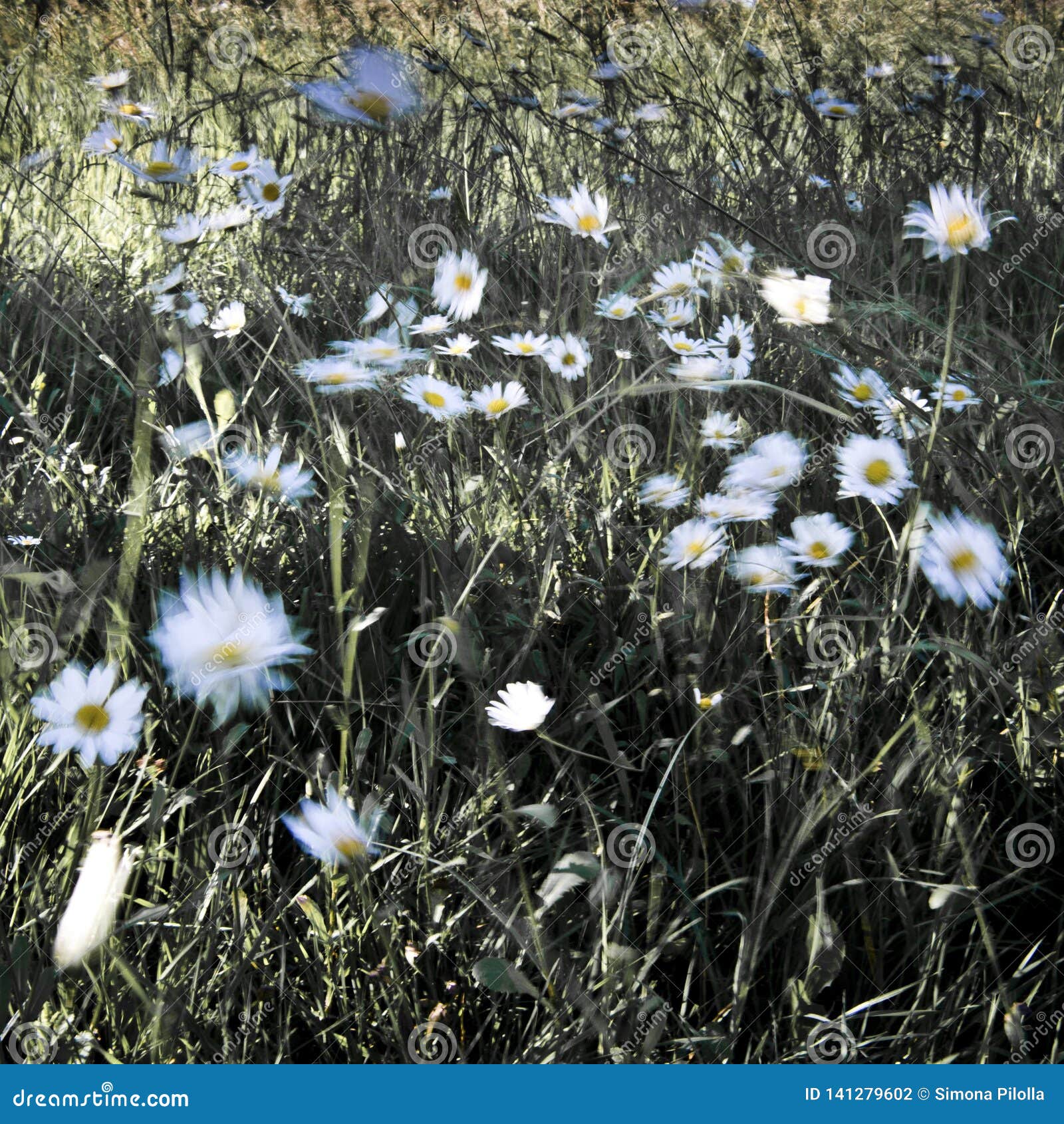 Crazy daisies in the wind stock photo. Image of natural 141279602