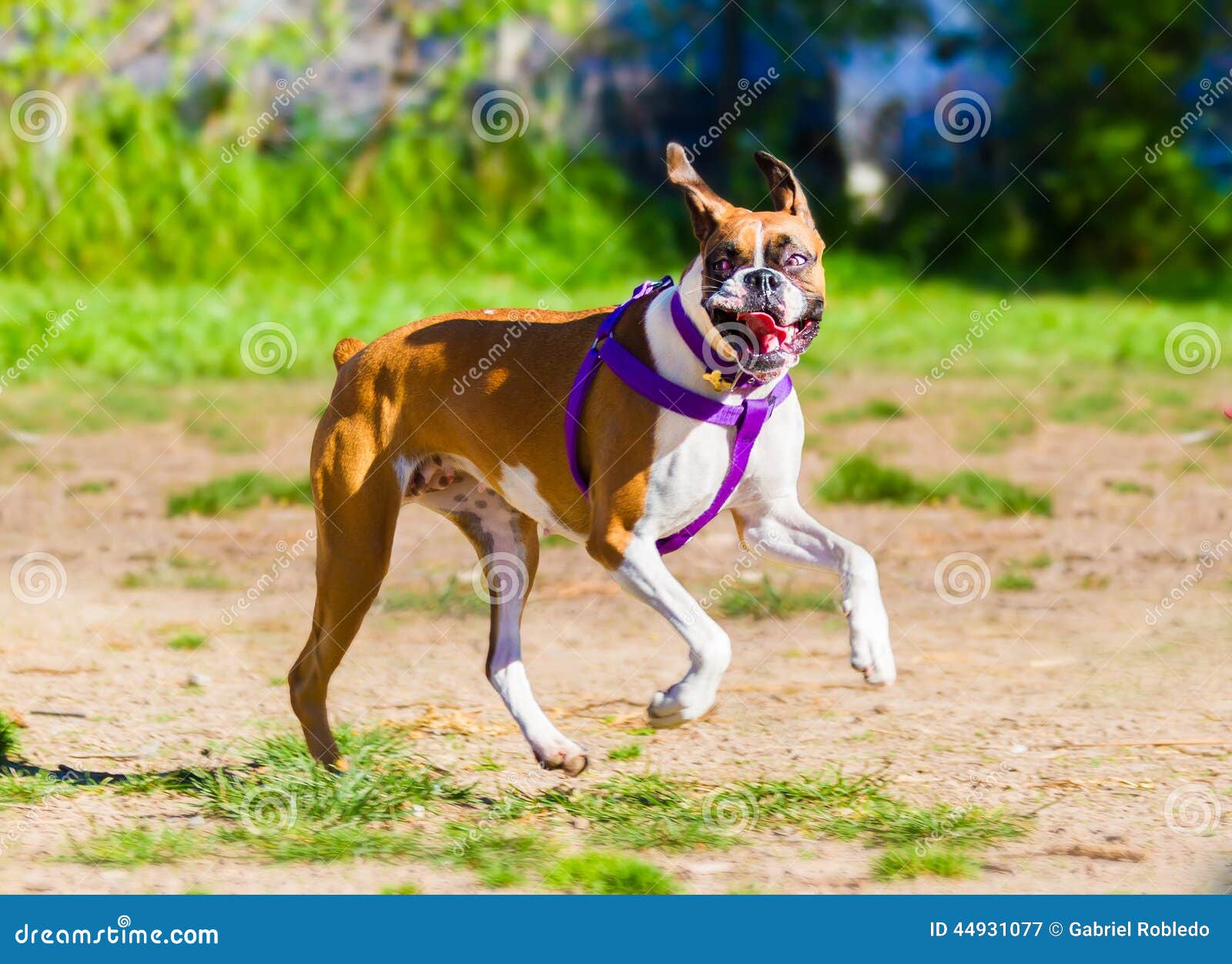 Crazy dog stock image. Image of front, grass, domestic 44931077