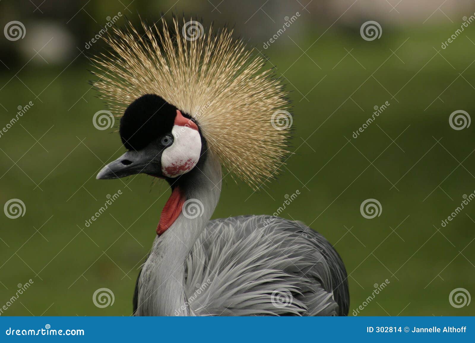 crazy,exotic bird in hawaii