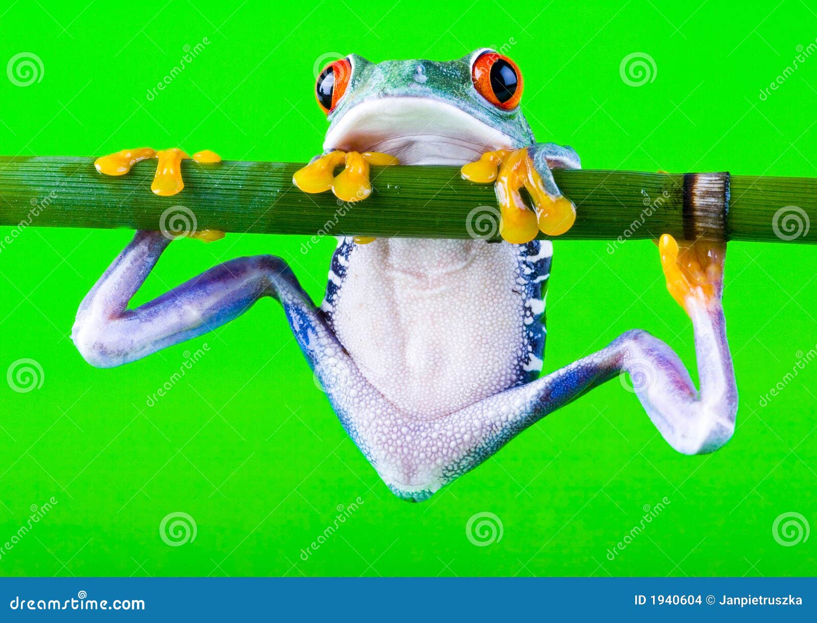 Green Crazy Frog | Poster