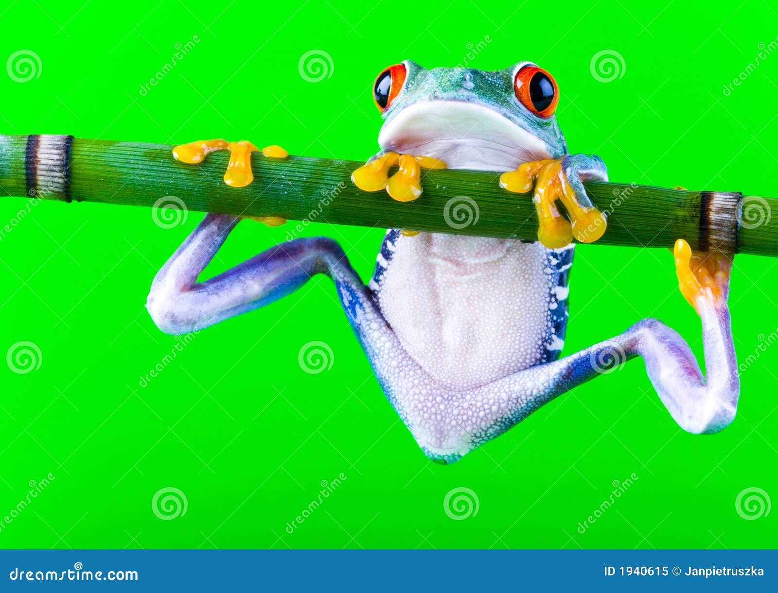 Crazy frog stock image. Image of adaptation, extinction - 1940615