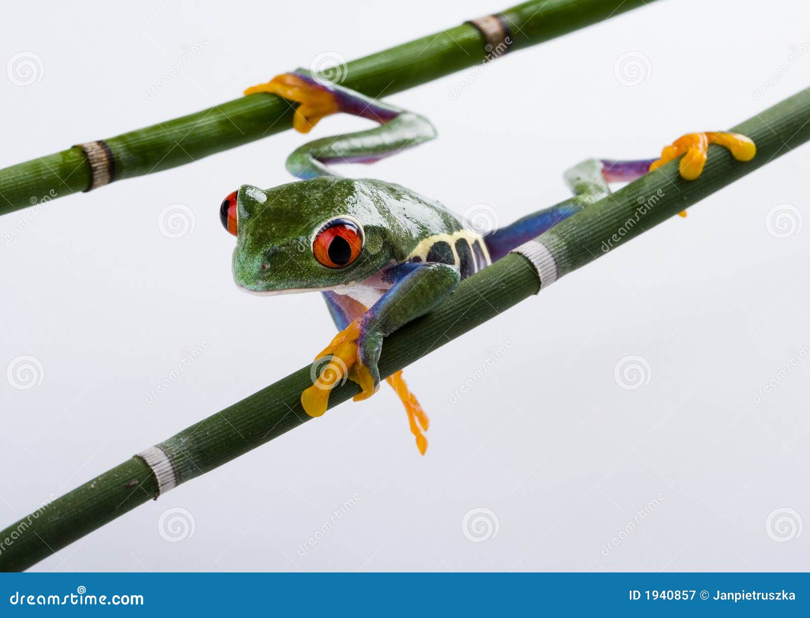 Crazy Frog Stock Photo - Download Image Now - Accidents and Disasters,  Amphibian, Animal - iStock