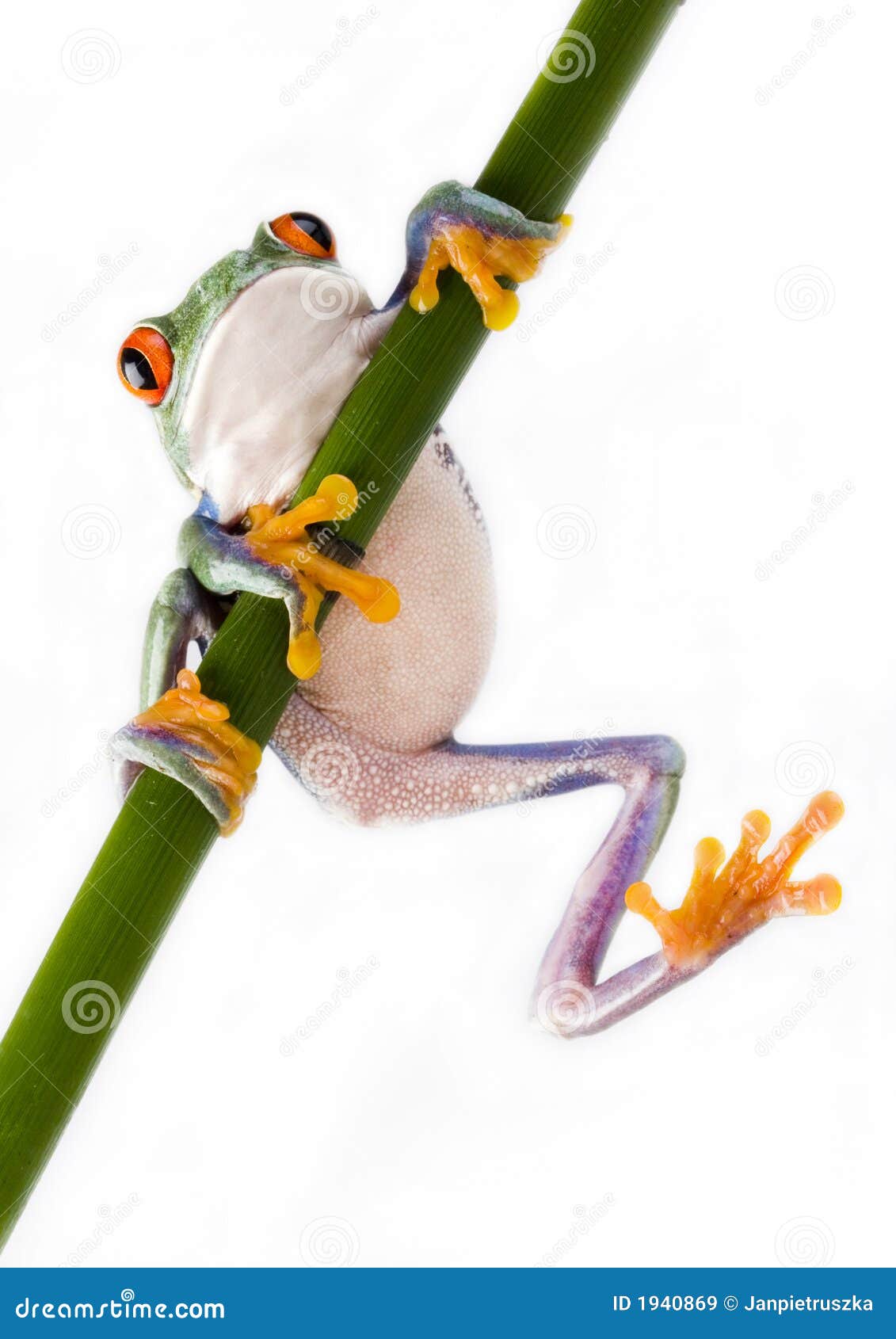 Crazy Frog Stock Photo - Download Image Now - Accidents and Disasters,  Amphibian, Animal - iStock
