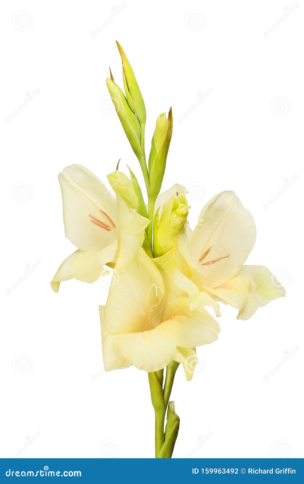 cream coloured gladioli