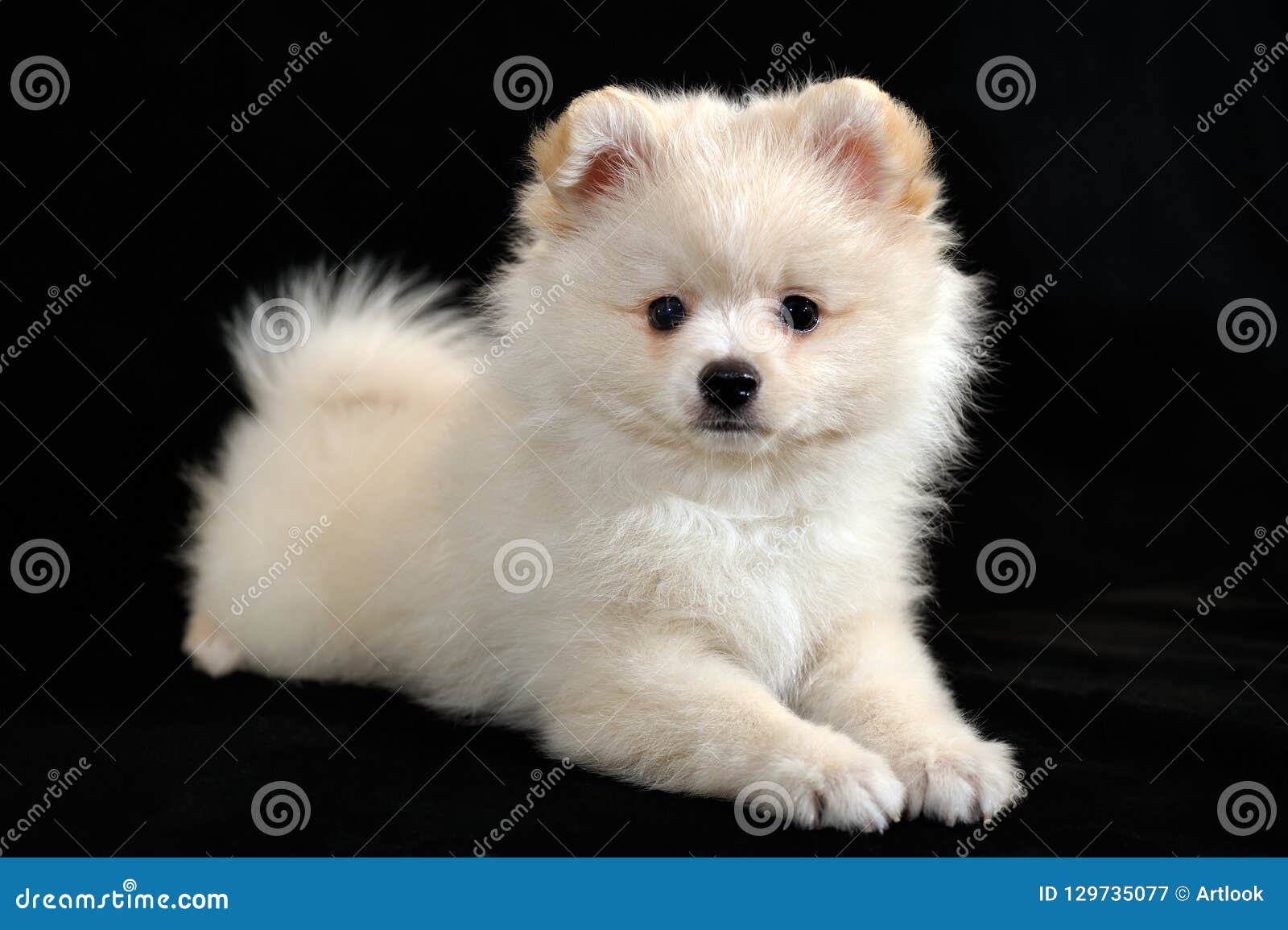 Cream Cute Pomeranian Spitz Puppy Stock Image Image of