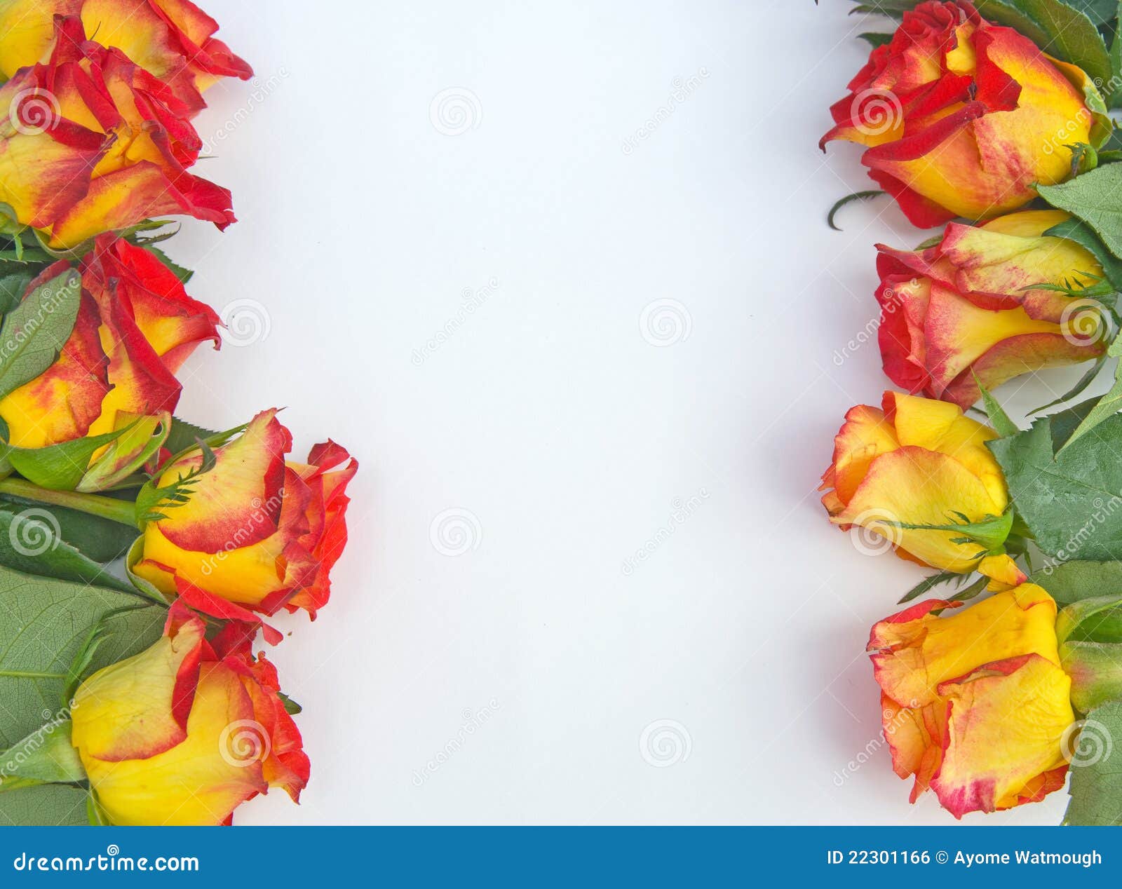 Red Rose Page Border