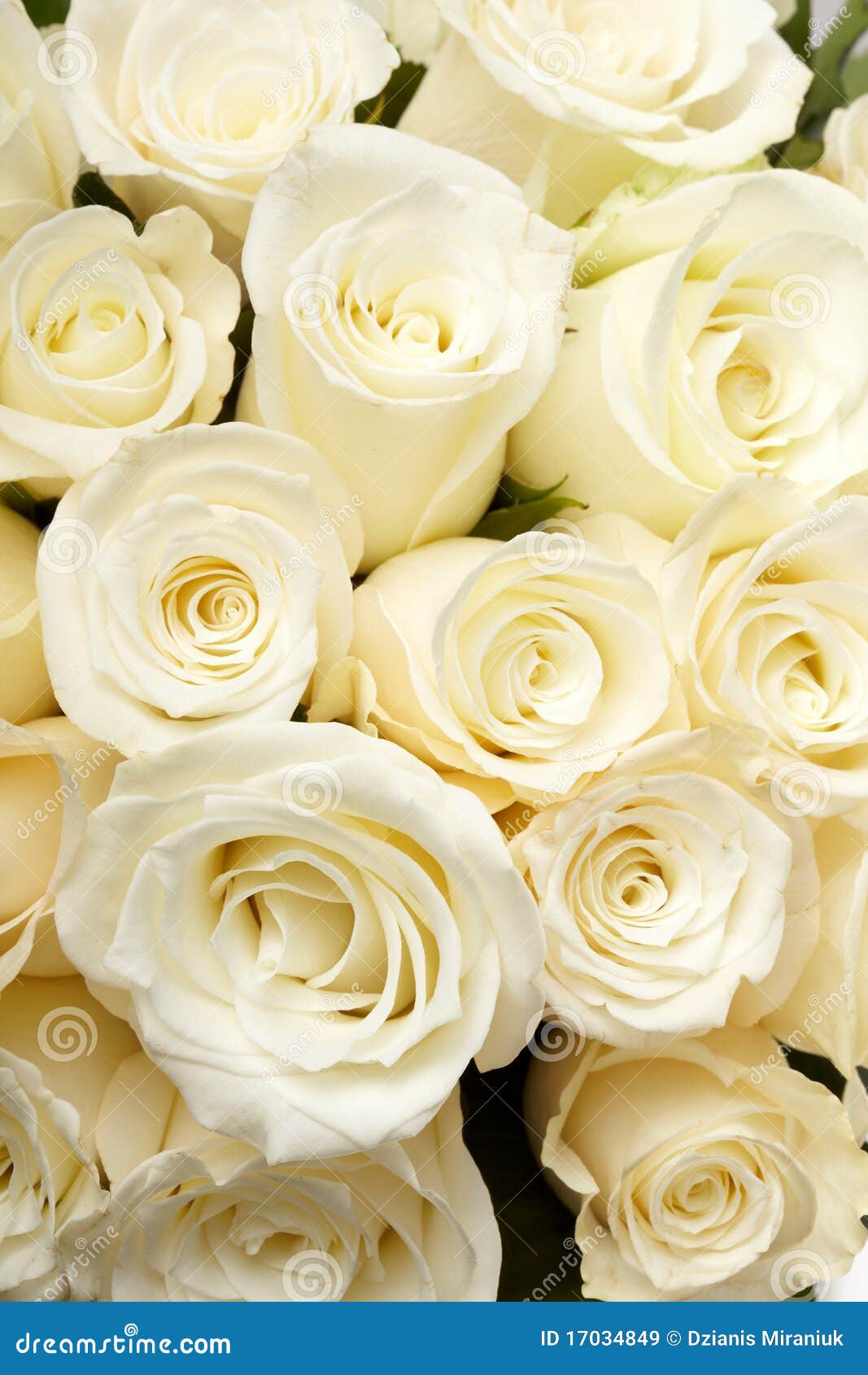 Beautiful Cream Roses Background, View From Above Stock Photo, Picture And  Royalty Free Image